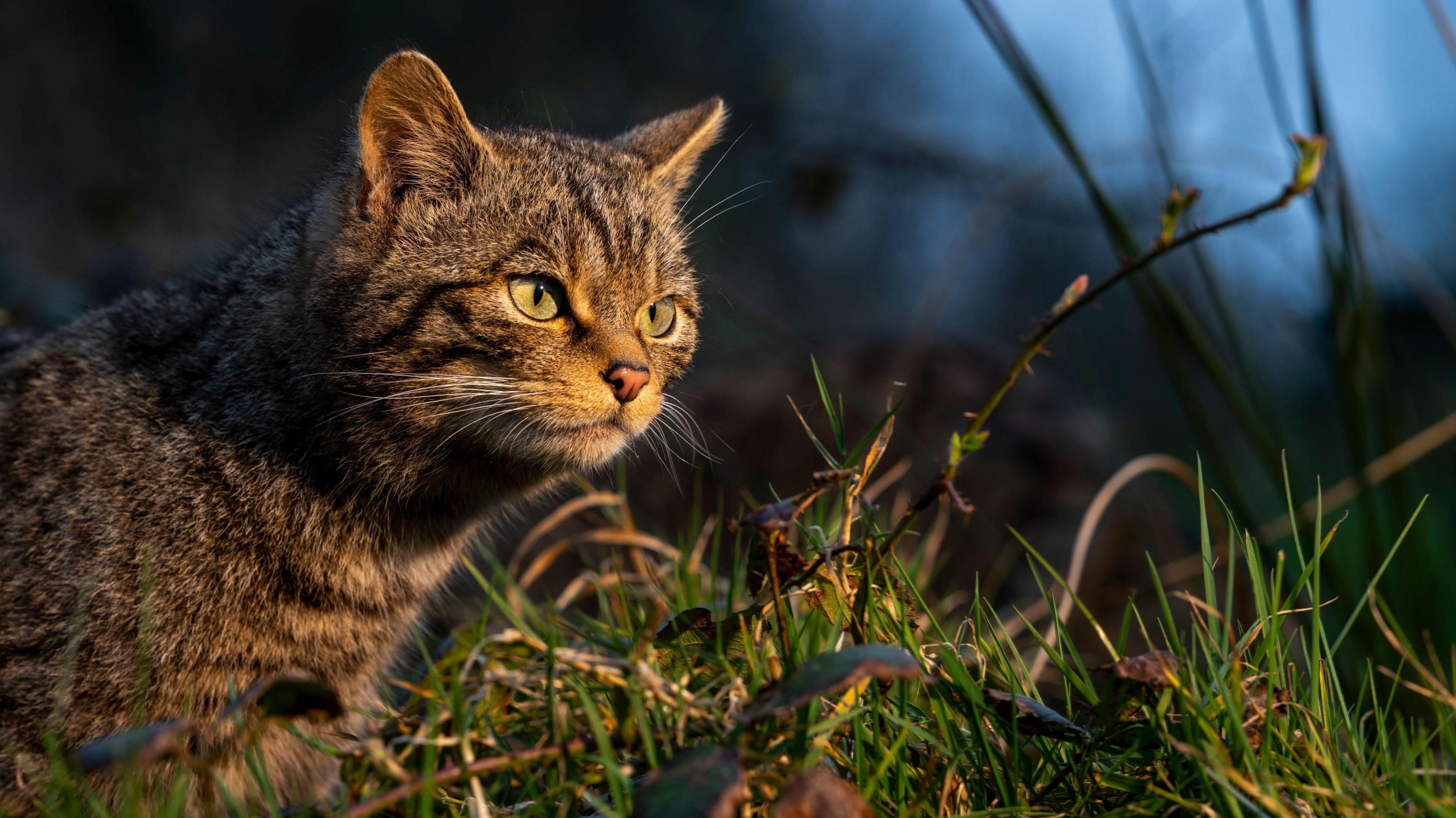Wildcat is looking off camera. It is sitting on grass with bushes and branches close by.