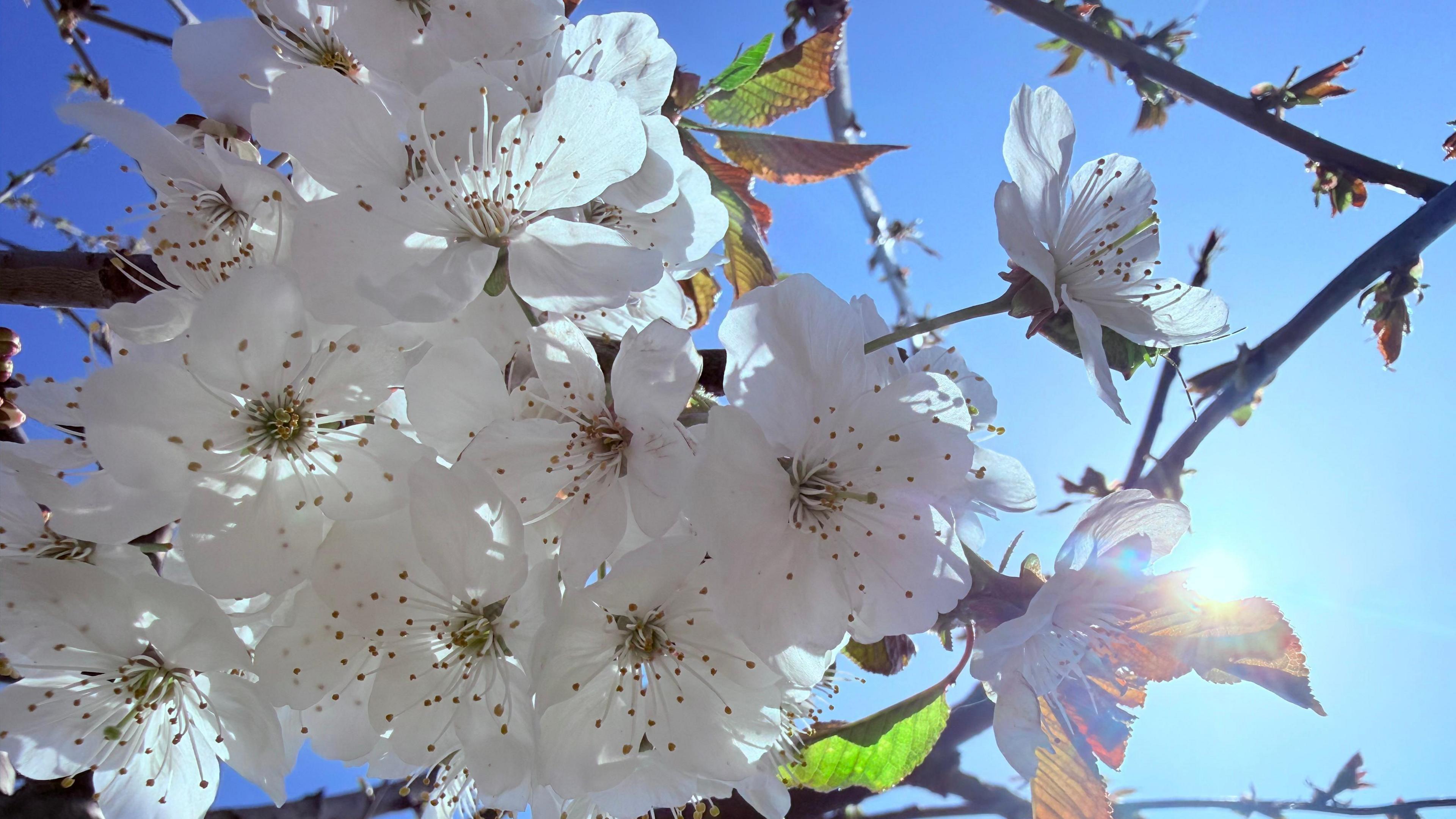 White blossom on a tree branch with a brilliant blue sky behind