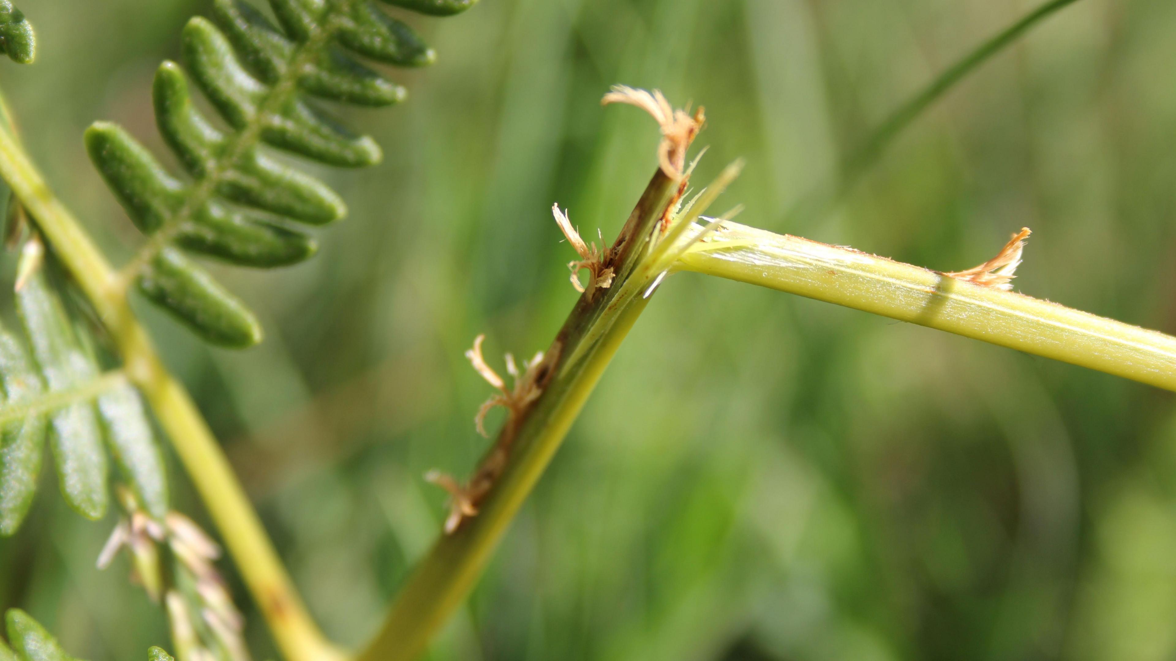 A broken plant stem with marks along it.