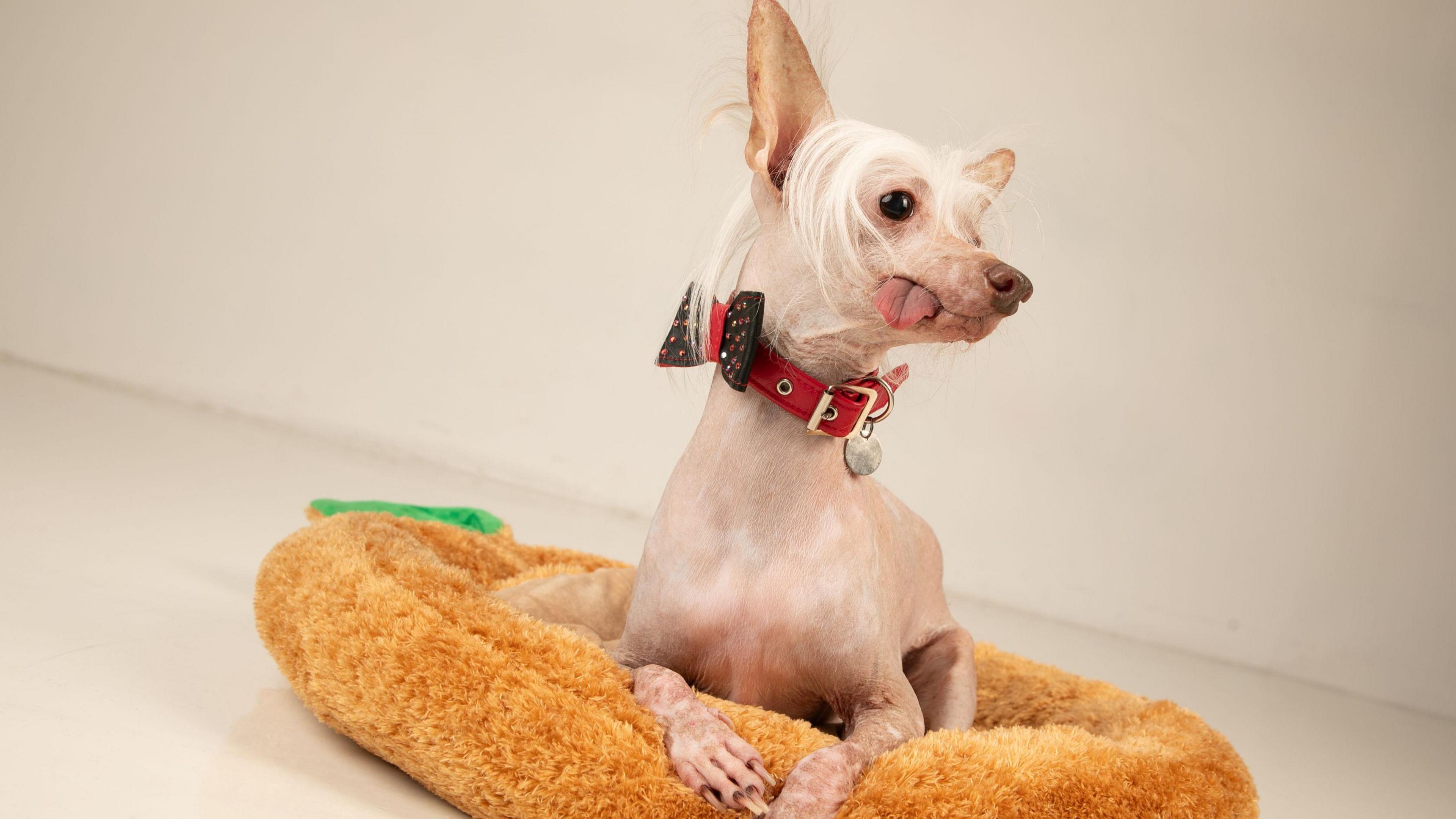 Muppet- a white non-furry dog wearing a red collar and a black bow sitting on a yellow cushion