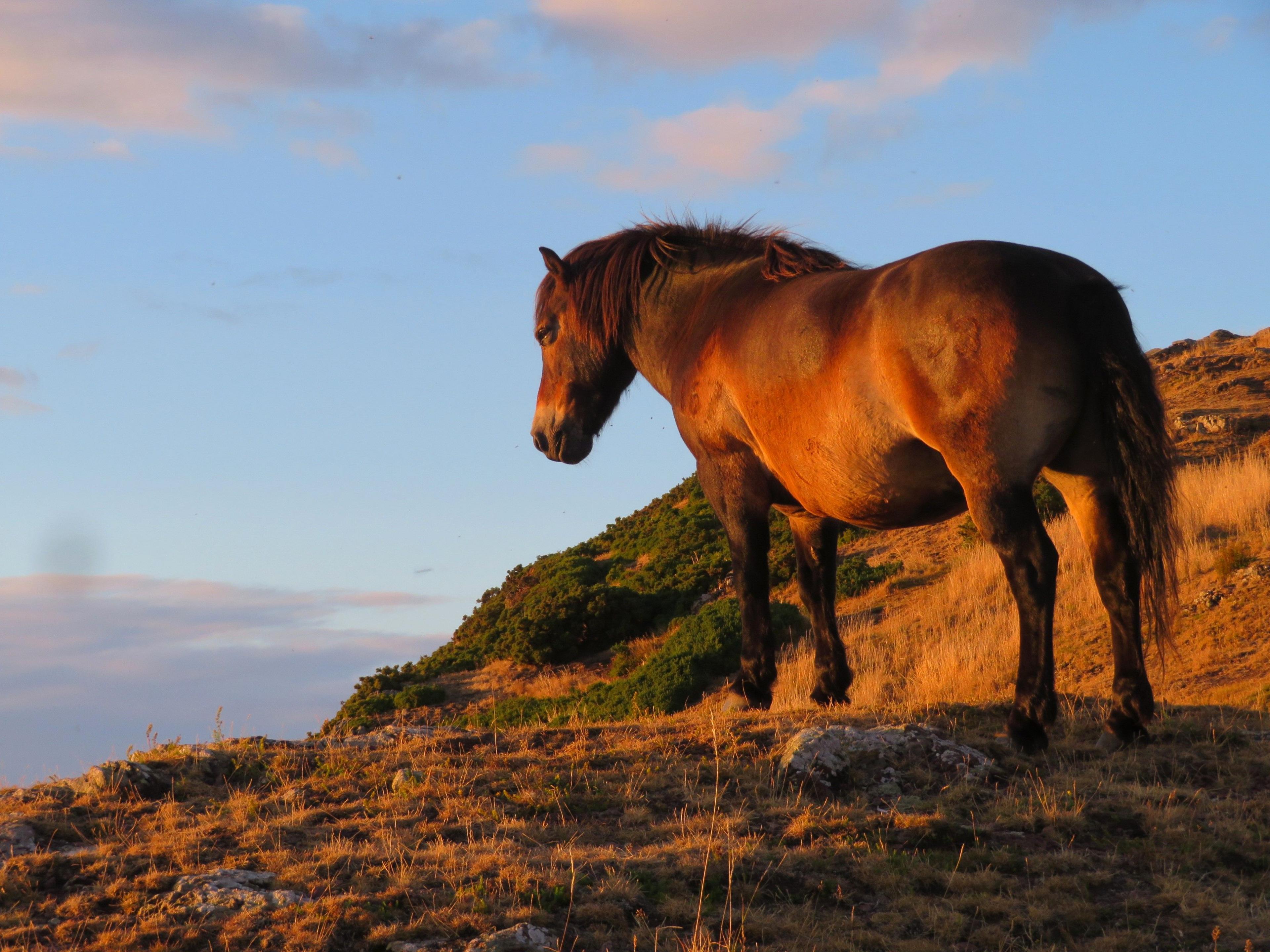 Horse standing on a hillside at sunset with the sun reflecting on it