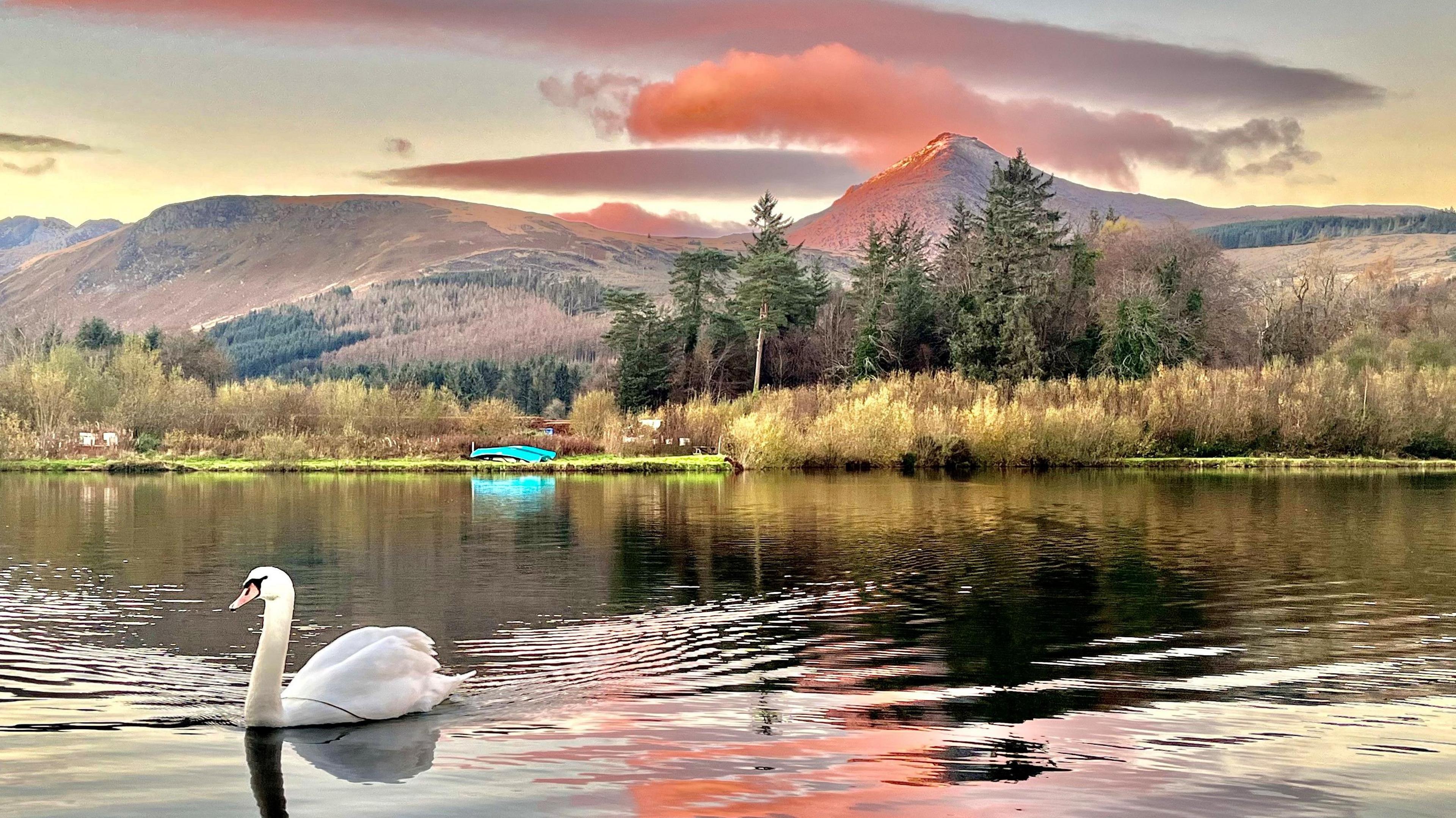 A swan glides across a calm lake with mountains and pink clouds in the background.