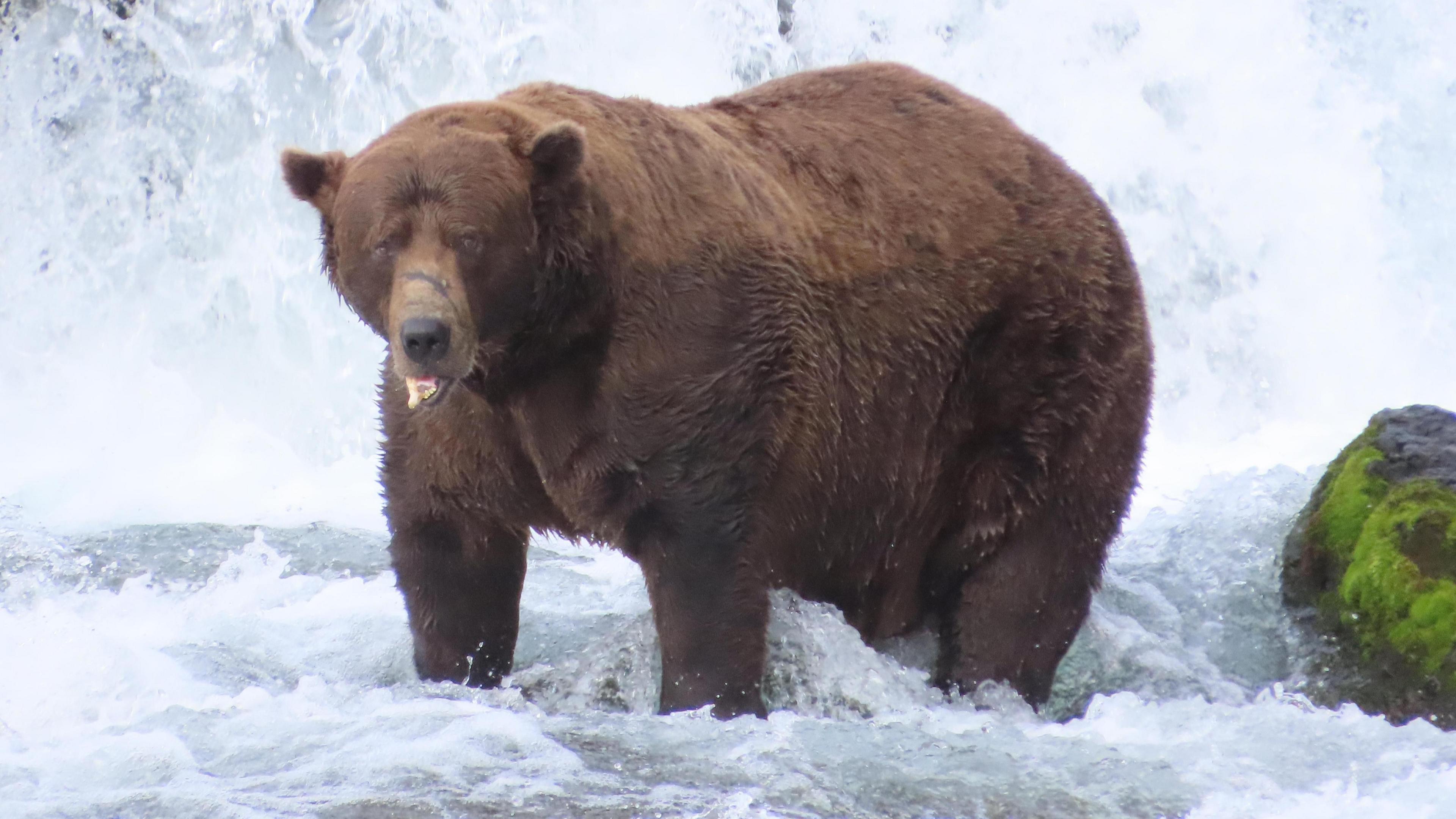A large brown bear with a broken jaw that hangs to the side stands in a flowing river in front of a waterfall
