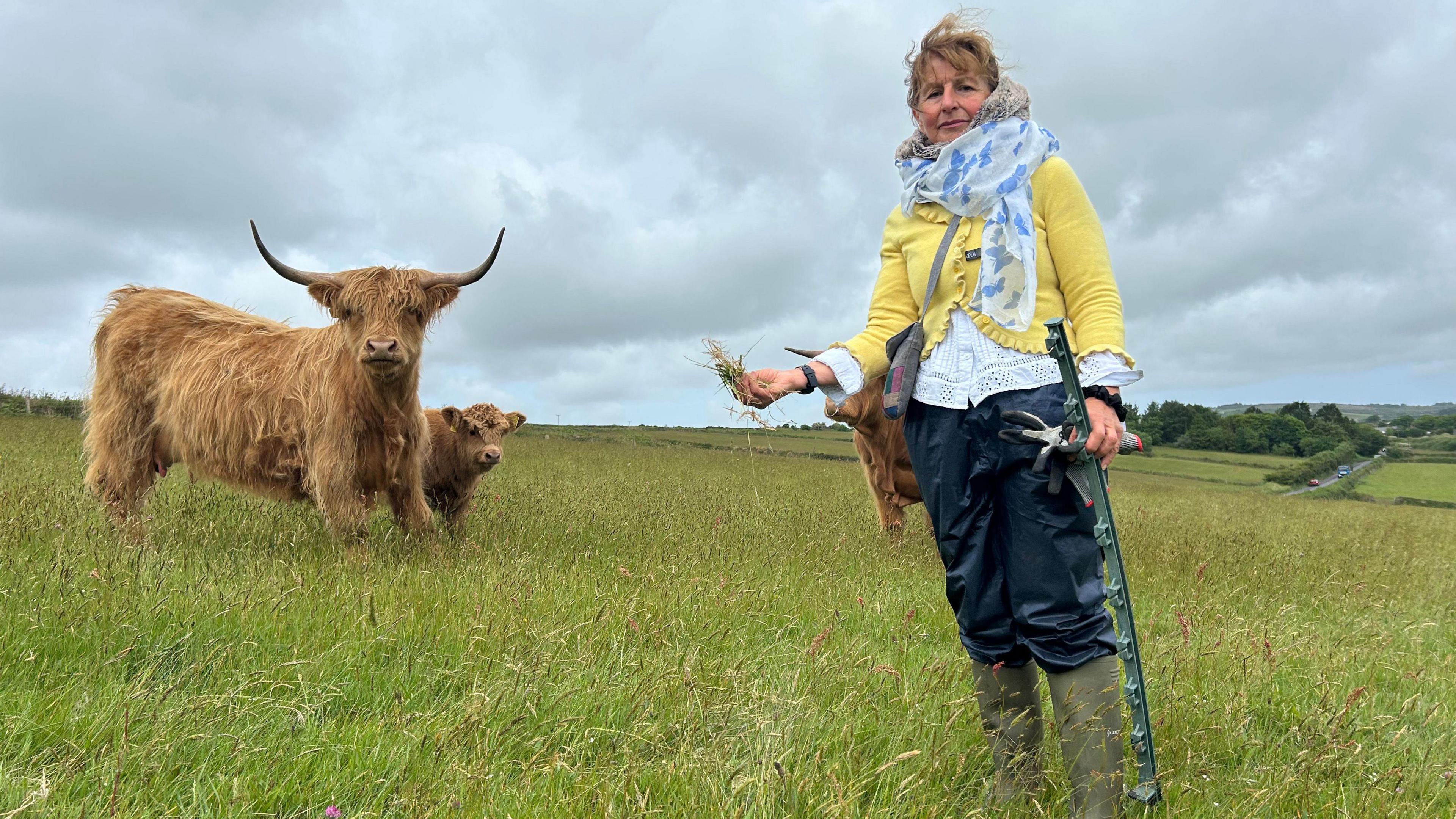 A lady stood in a grassy field alongside three Highland cows. She is dressed in a yellow cardigan, a blue scarf, navy trousers and green wellington boots. She is holding grass in one hand and a piece of fencing in the other. There is more fields in the background and a small lane in the distance.