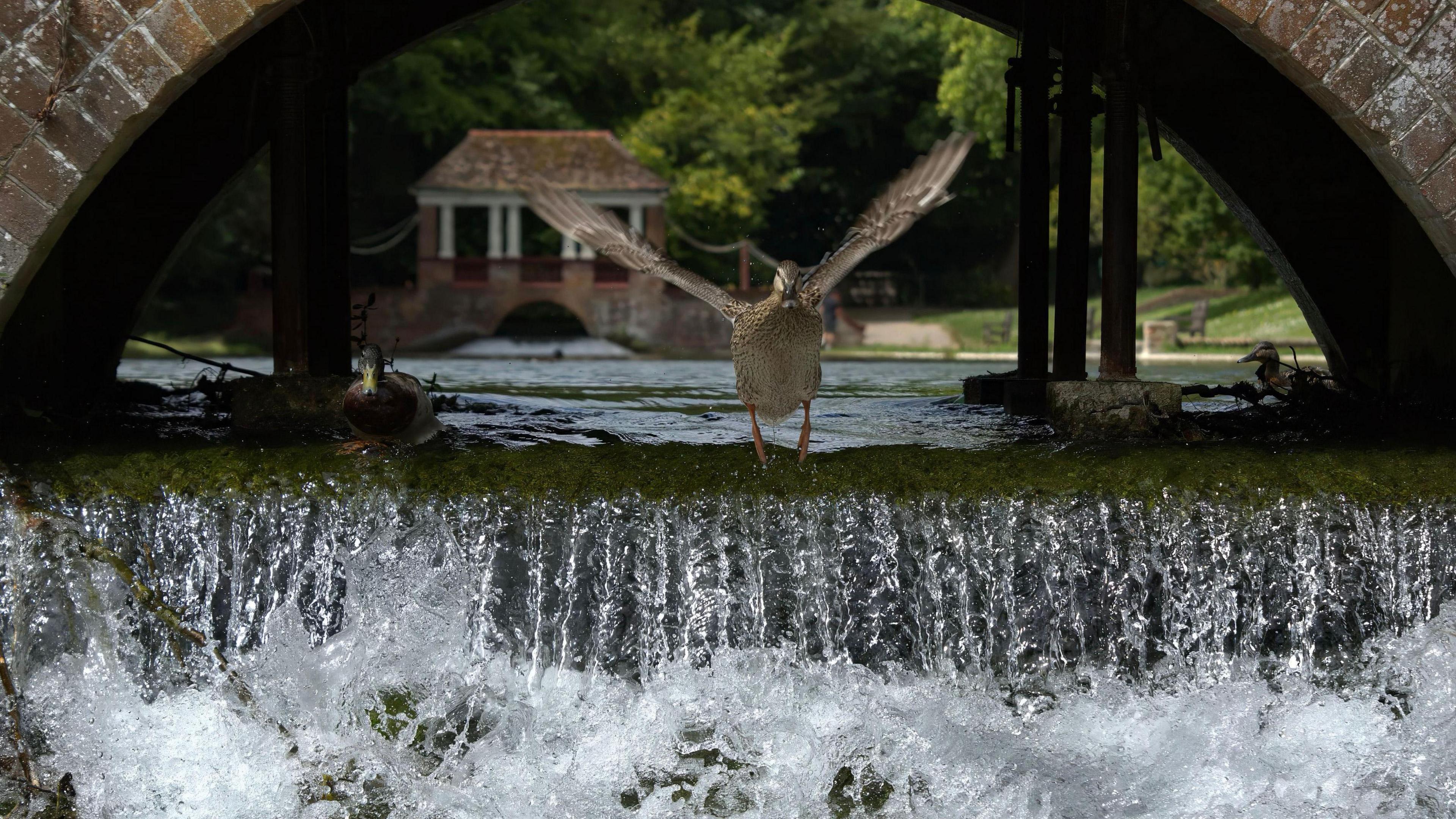 A duck flying over water 