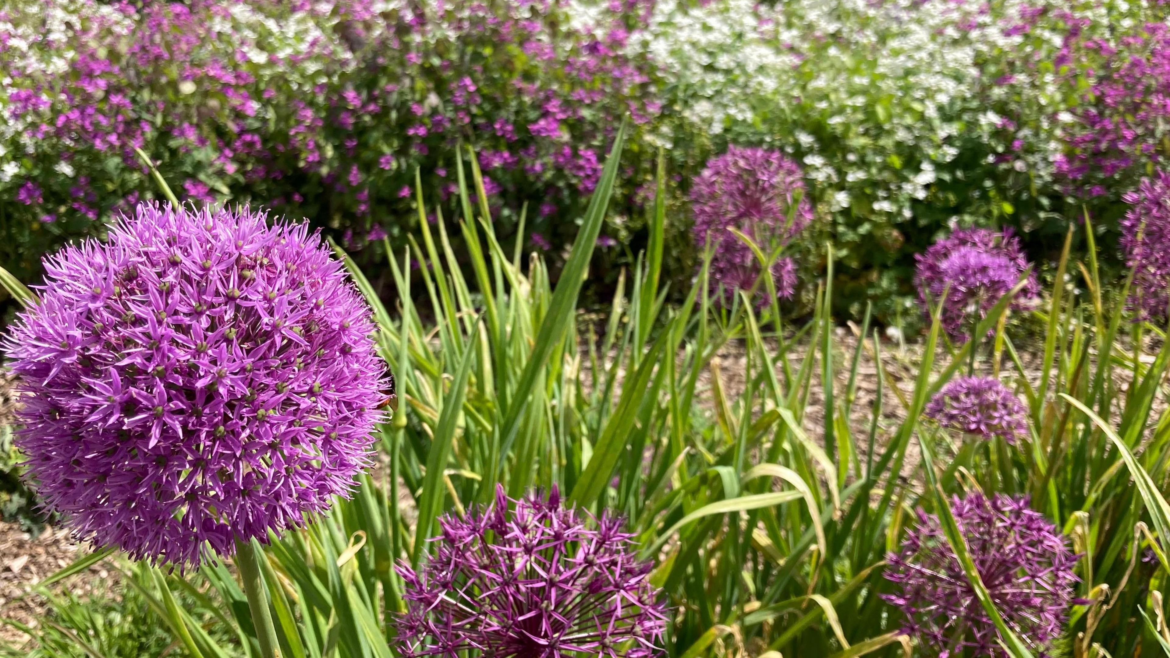 Purple alium flowers growing in a field, with a backdrop of white and purple flowers