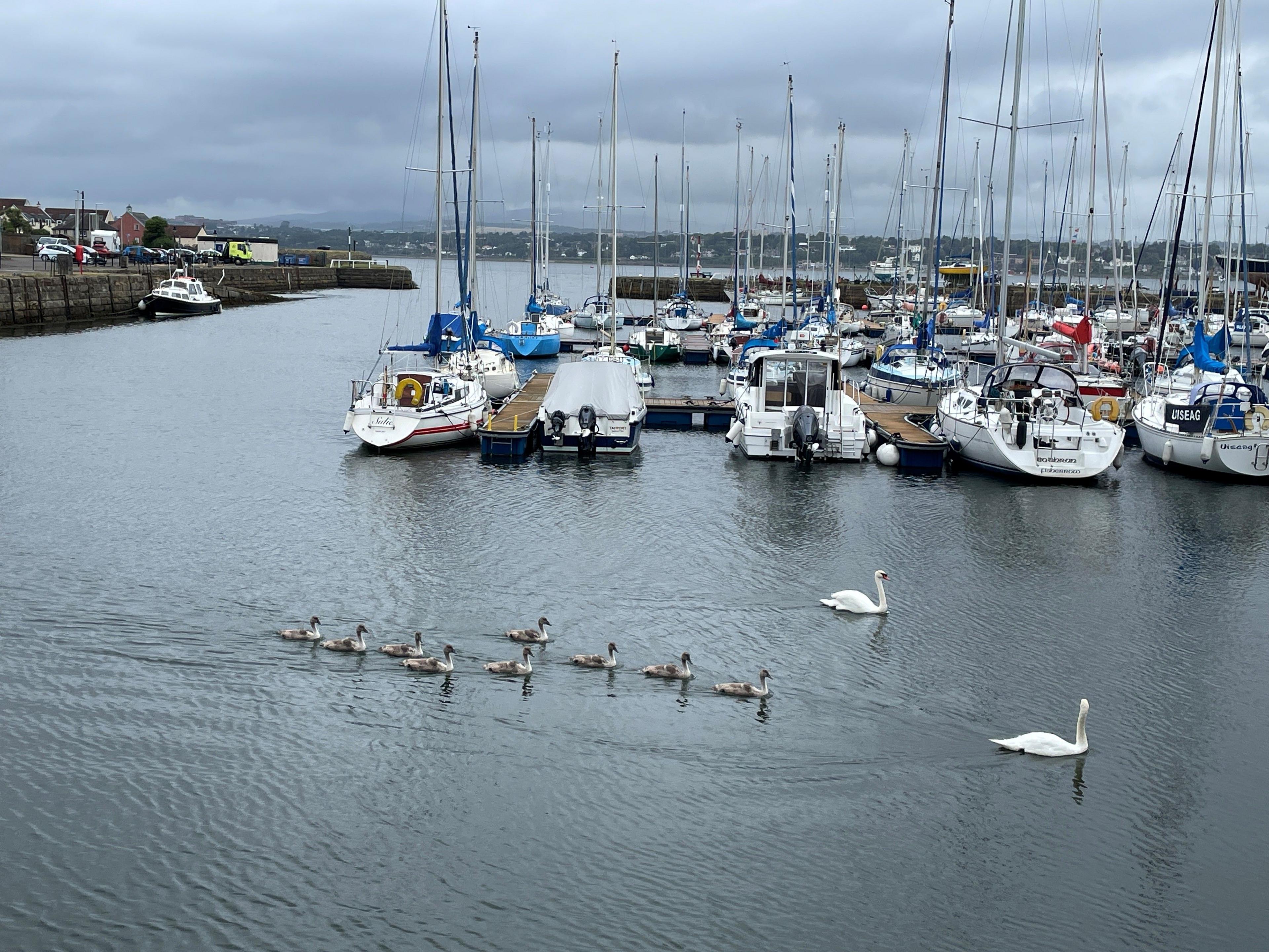 Swans and cygnets swim past yachts in a harbour