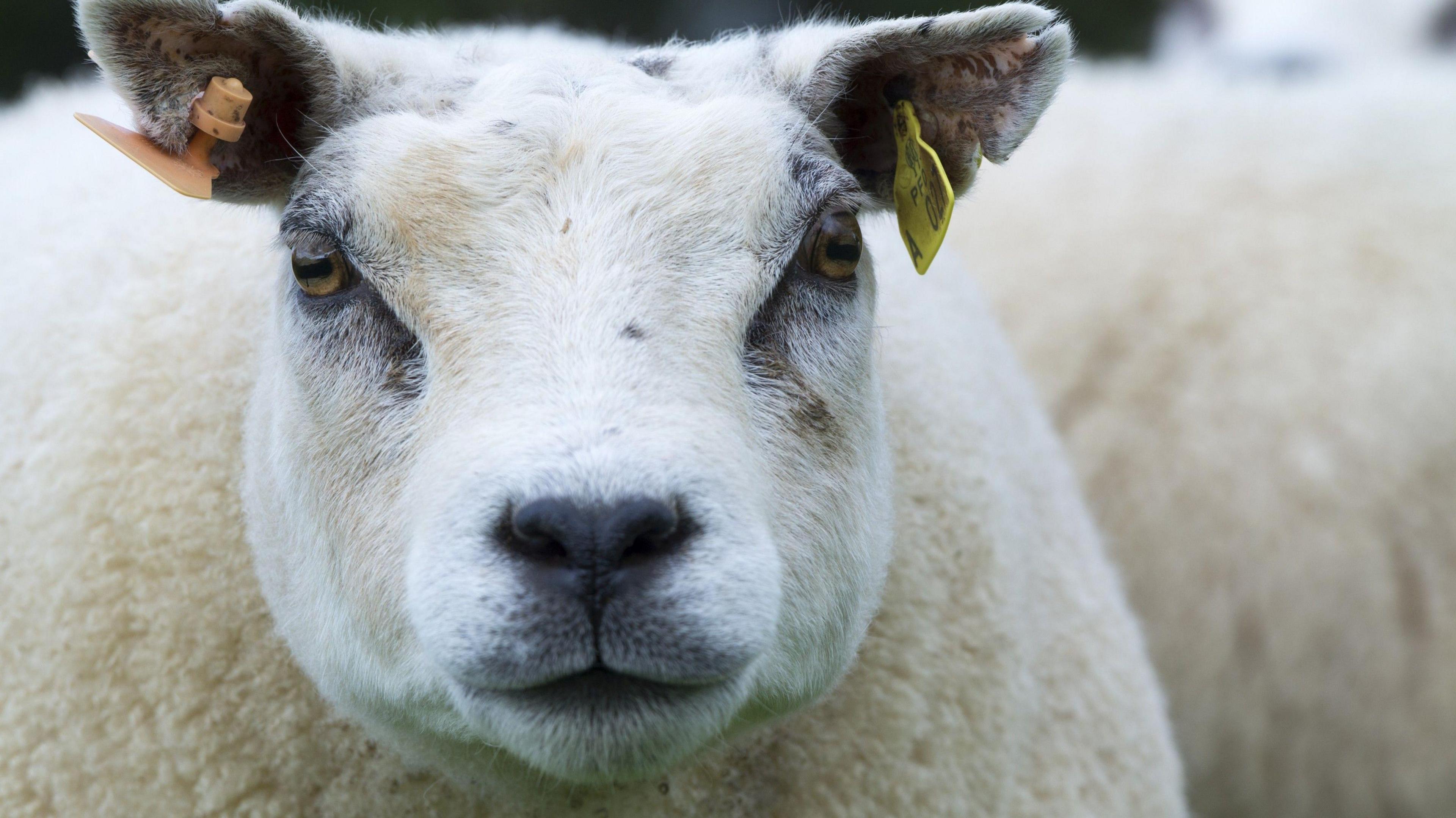 A Beltex sheep, which has a white face and white wool.