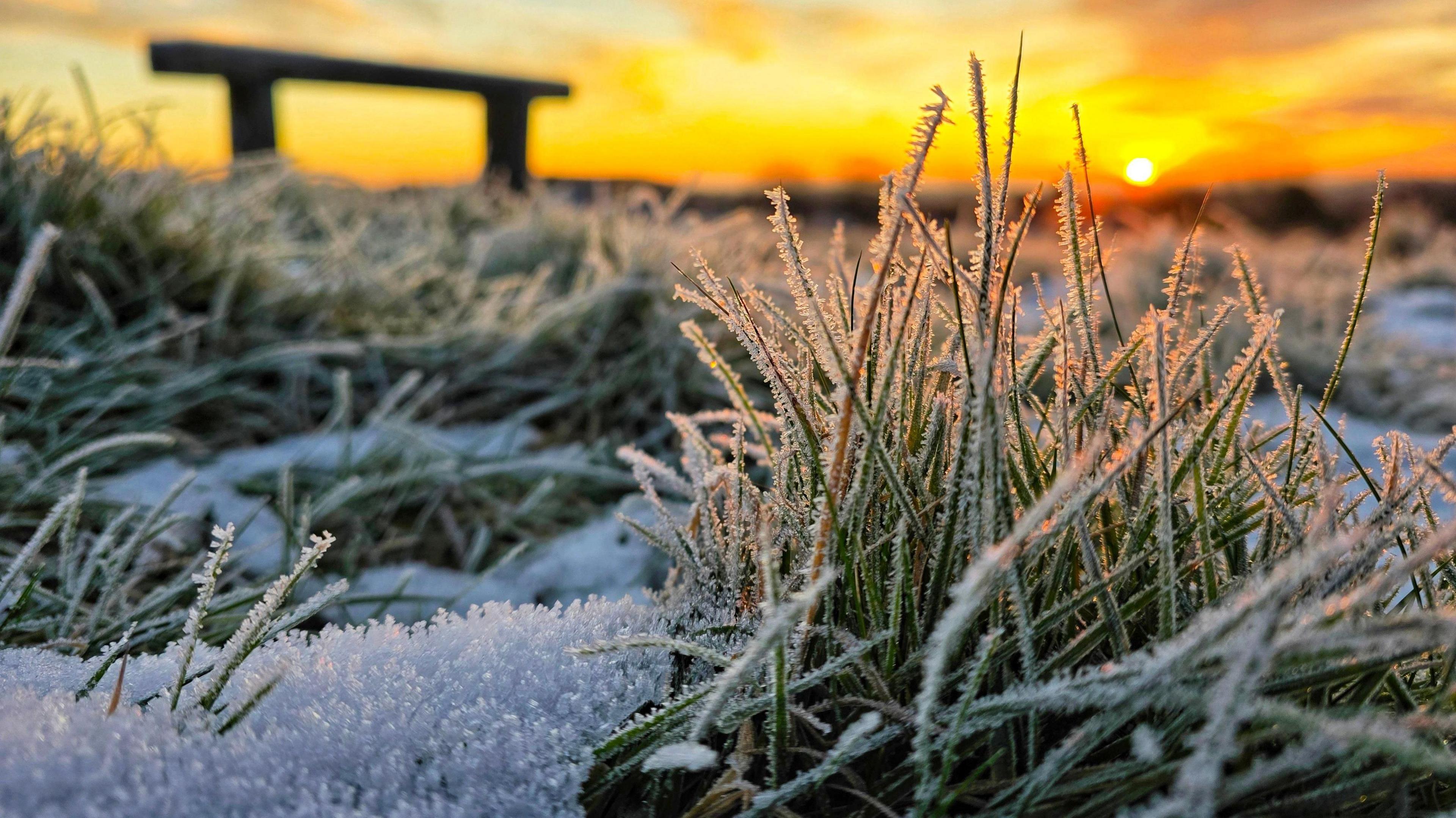 A close-up of some grass covered in frost. A bench is visible in the background as the area is bathed in light from a sunrise on the horizon.