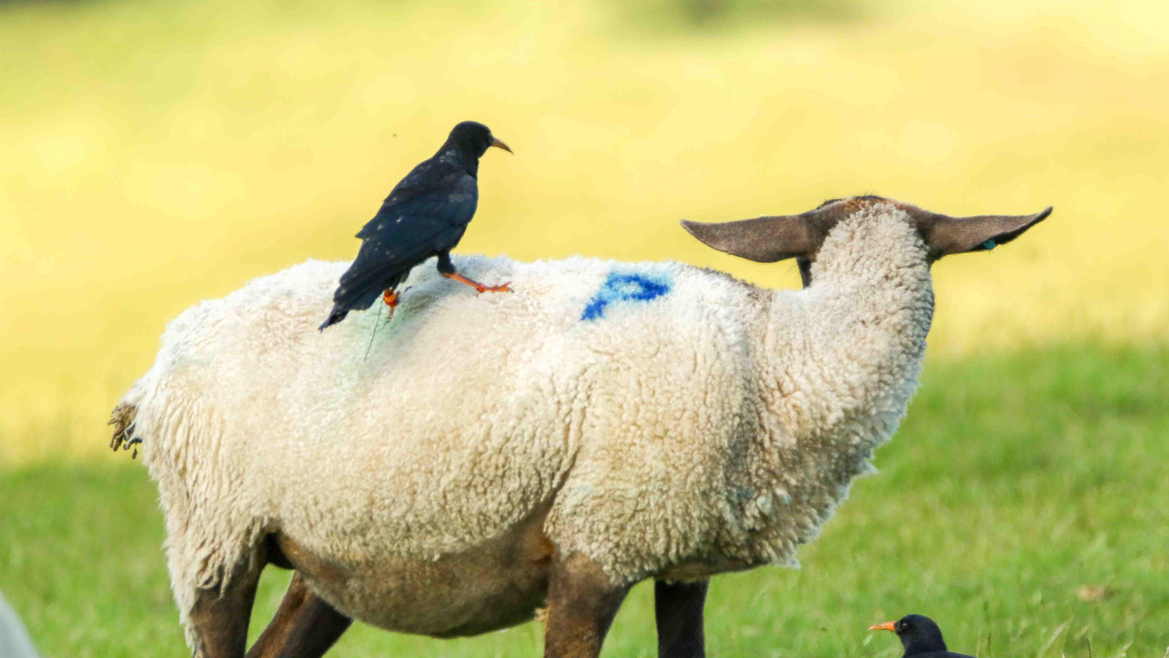 A red-billed chough stands on a sheep's back in a grassy field. The sheep has blue P spray painted onto its back.