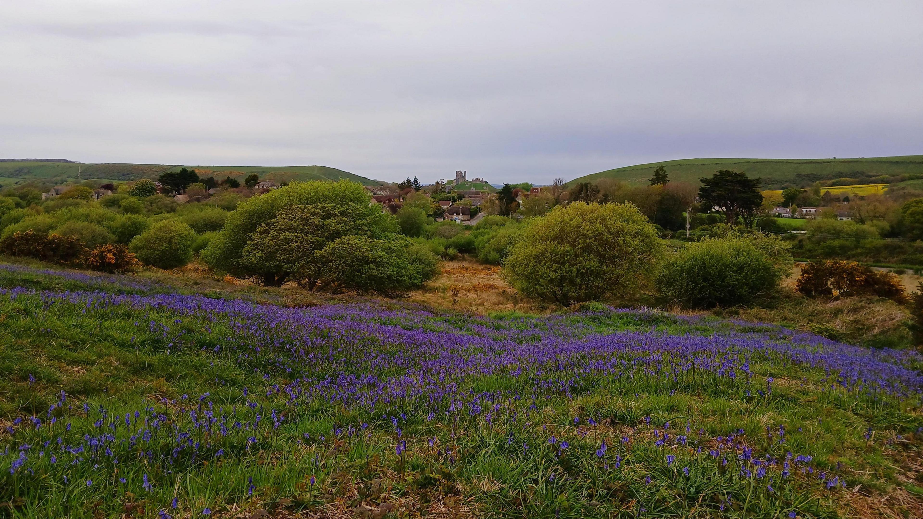 MONDAY - Corfe Castle