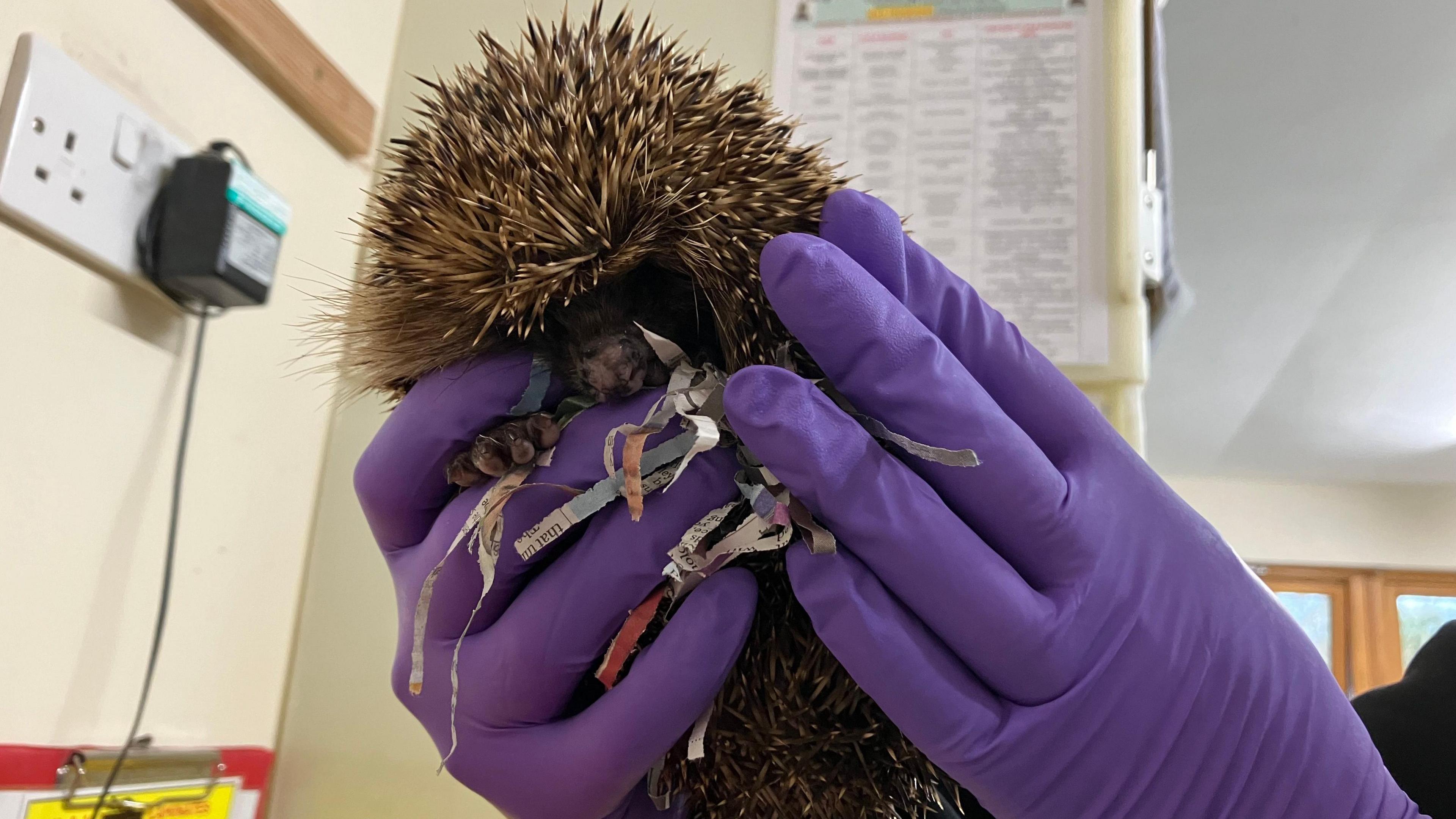 A hedgehog is held up by someone wearing a pair of purple latex gloves in a clinical room. There are scraps of shredded newspaper attached to its underside from where it has been nesting.