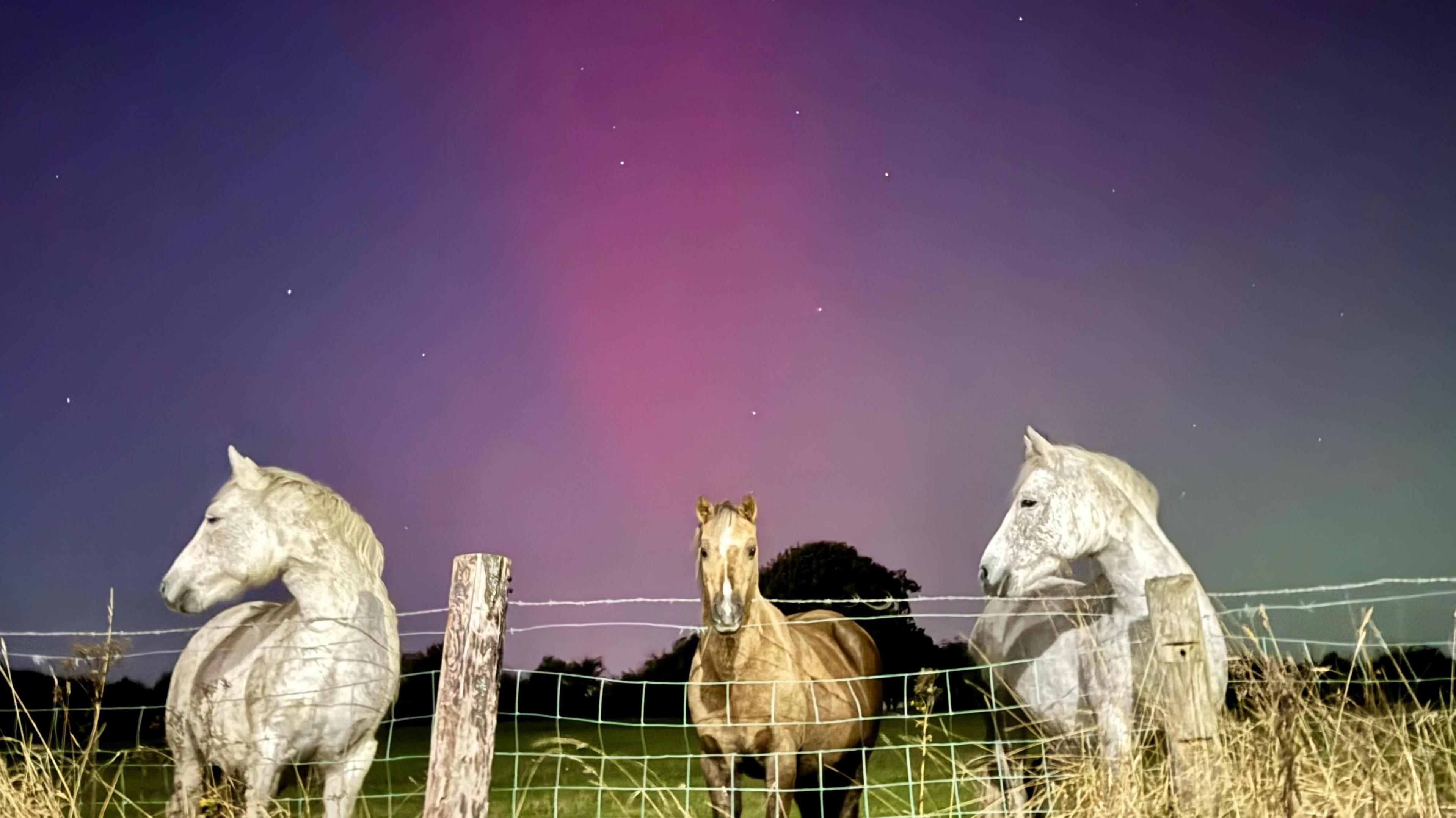 Three horses in a field under a pink and purple sky.