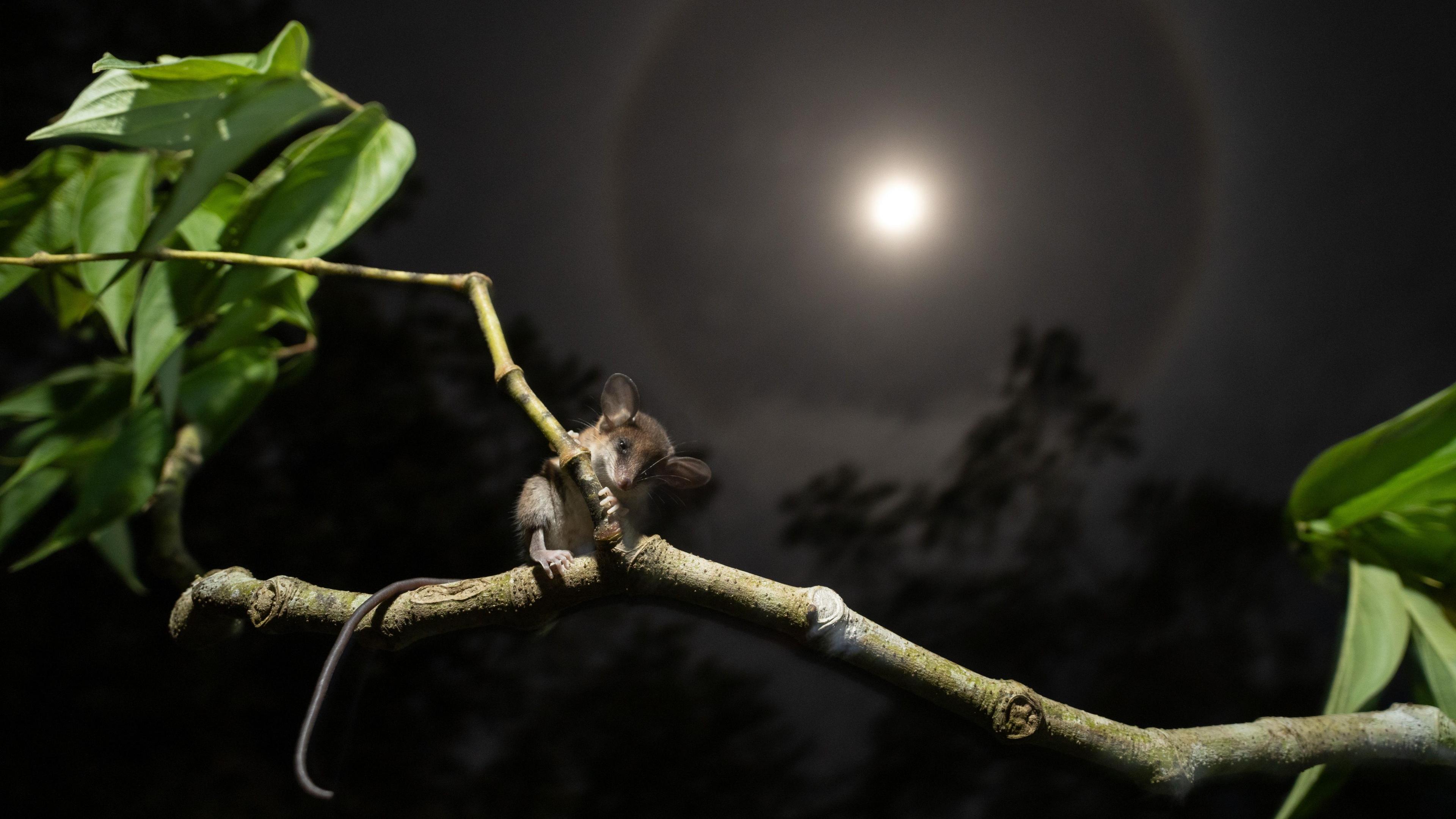 A tiny opossum with a long tail and big ears sat on a branch with a full moon in the back ground