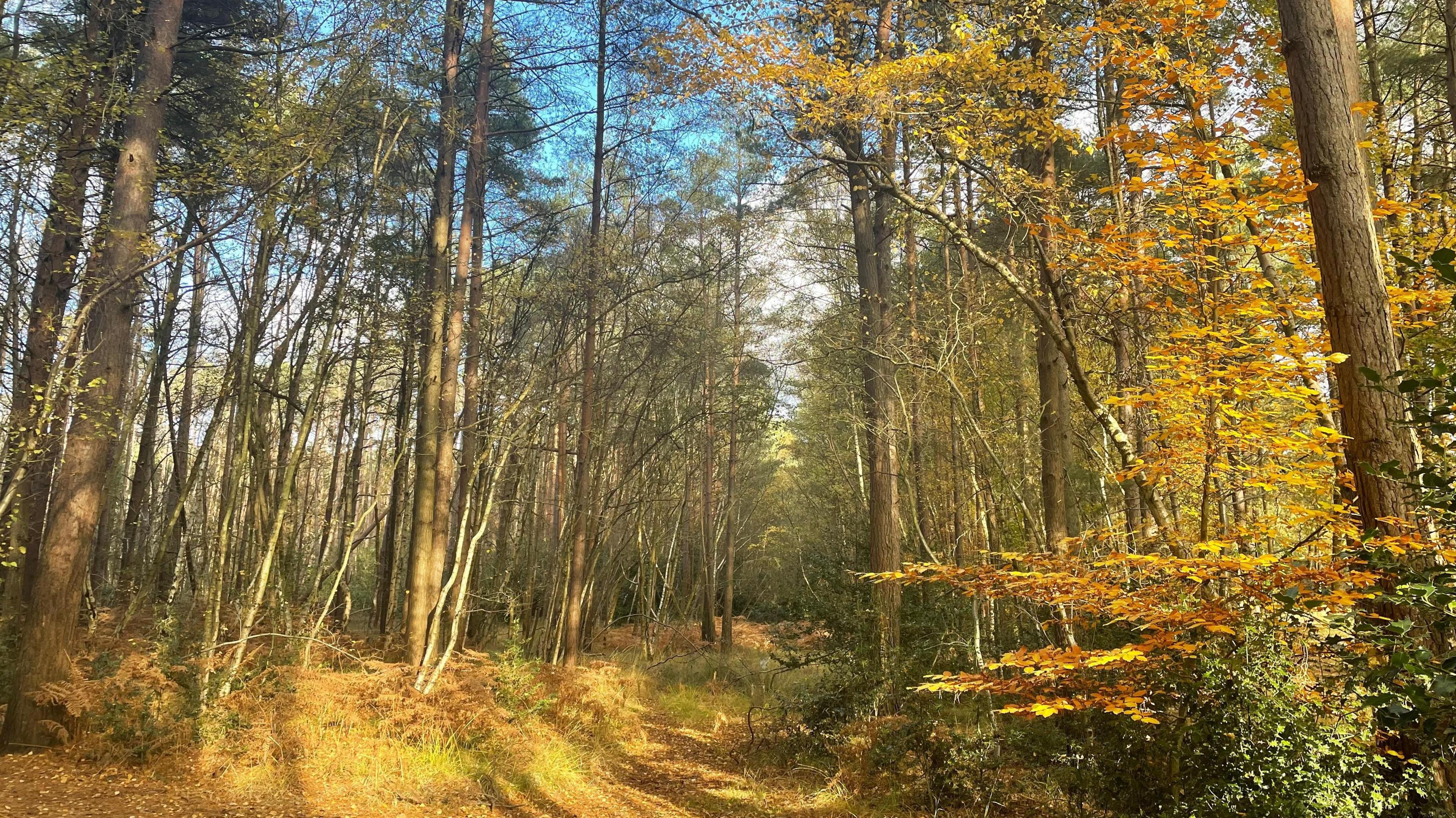 A woodland can be seen in the image. The trees are a little bare with brown and orange leaves clinging on their branches while many more can be seen on the floor. A blue sky can be seen peeking through the branches at the top of the image.