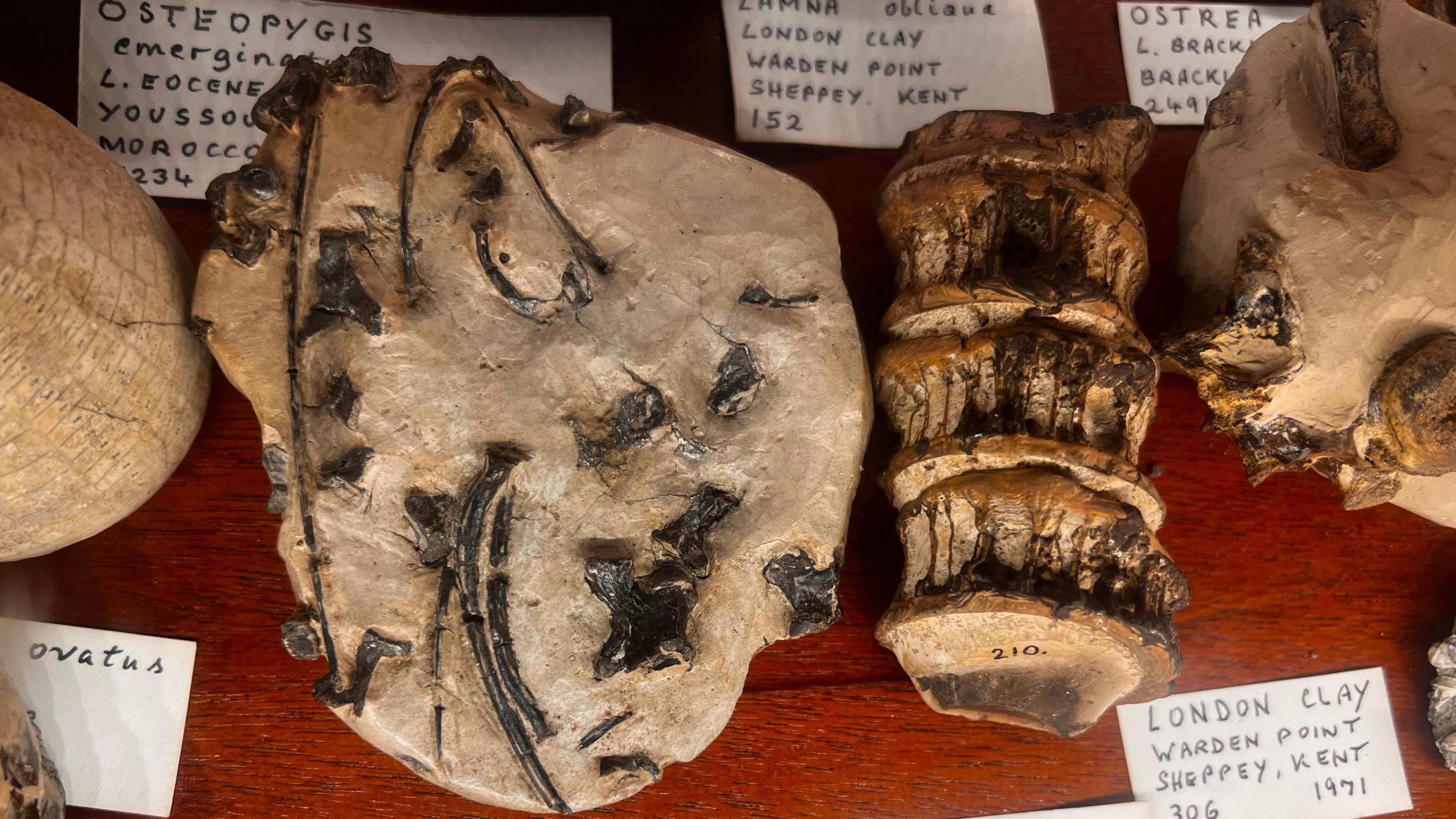 A close up of a selection of fossils, with a label in the foreground which says that one of the finds came from Warden Point, Sheppey in Kent in 1971.