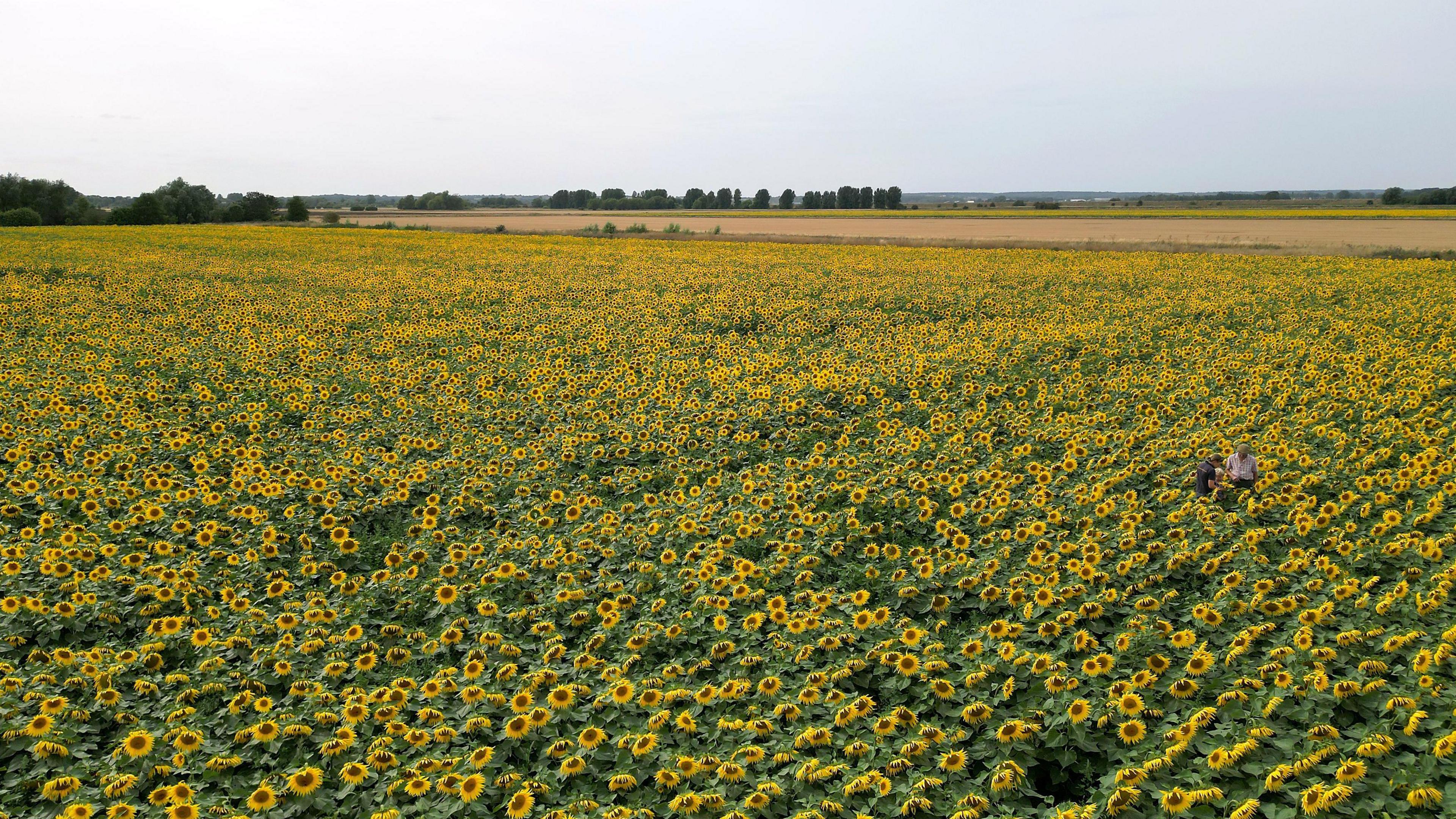 A wide field of sunflowers stretches into the distance, with bright yellow petals and green leaves. Two people are standing among the flowers on the right side. There is a clear sky.