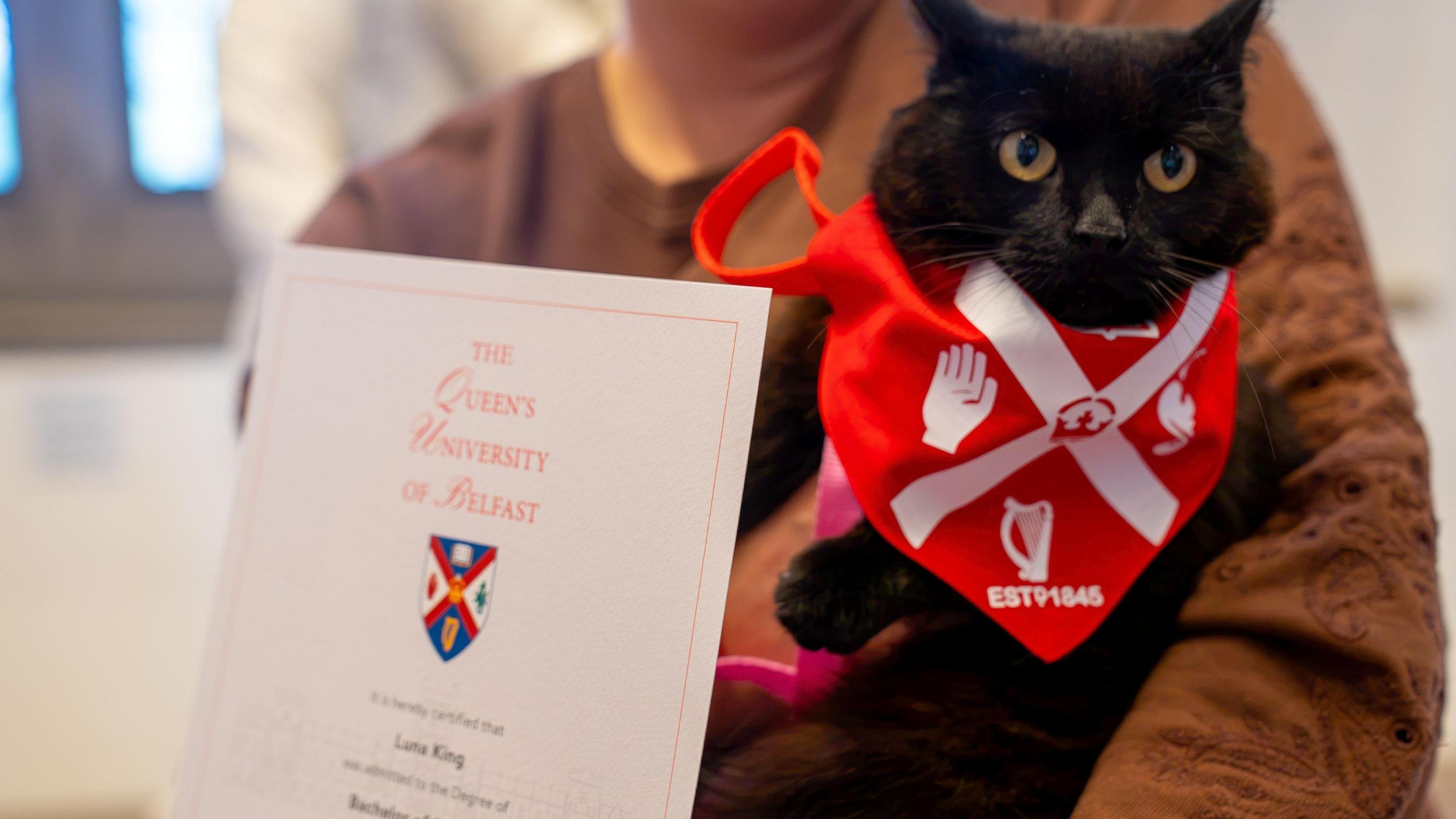 A black cat with a red bandana on.