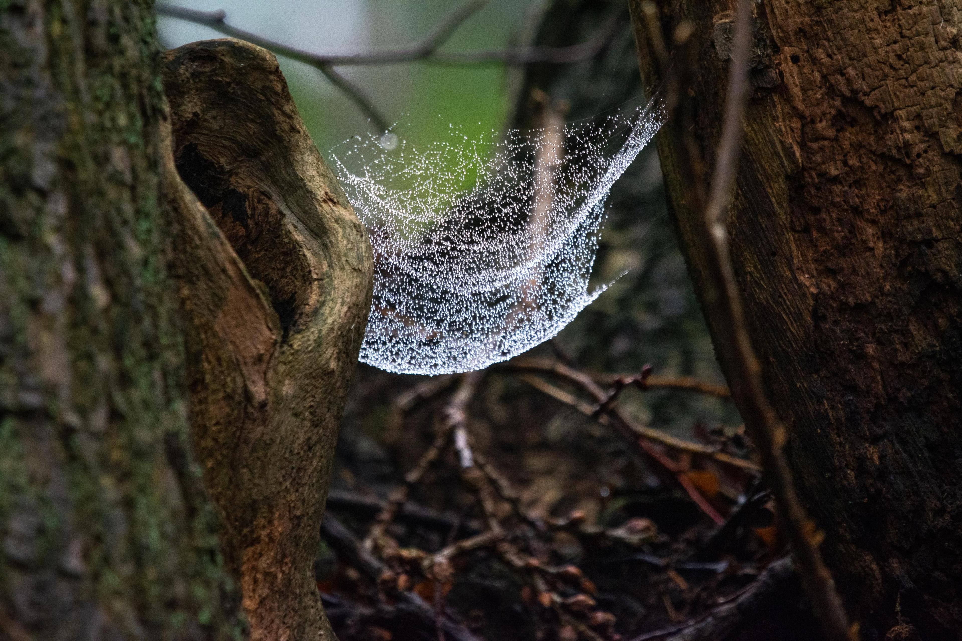 A spider's web, suspended between tree trunks, is covered with dew 