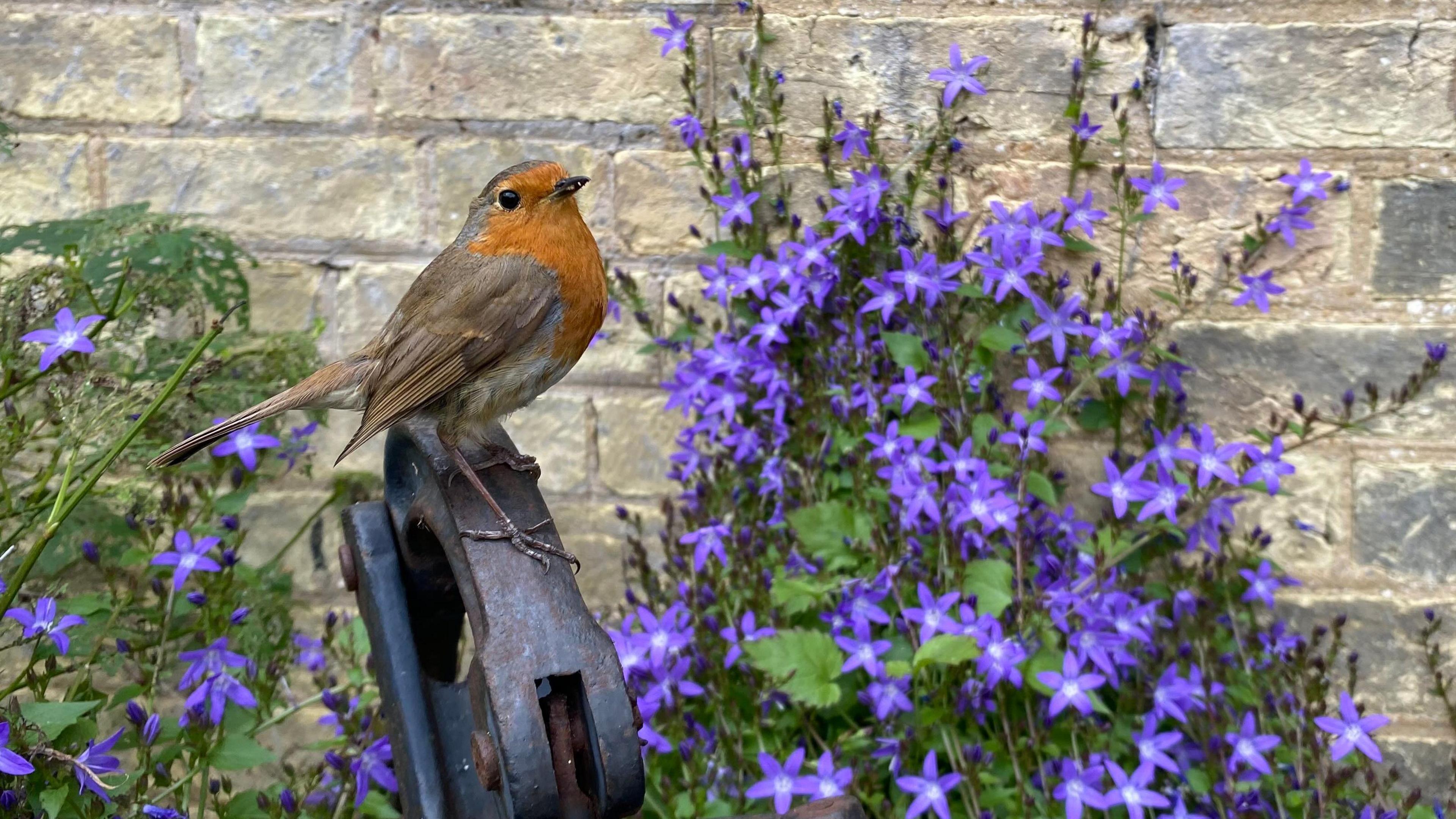 A robin with a burnt orange-red chest is perched on a steel pump. Behind is a brick wall with purple flowers on it.