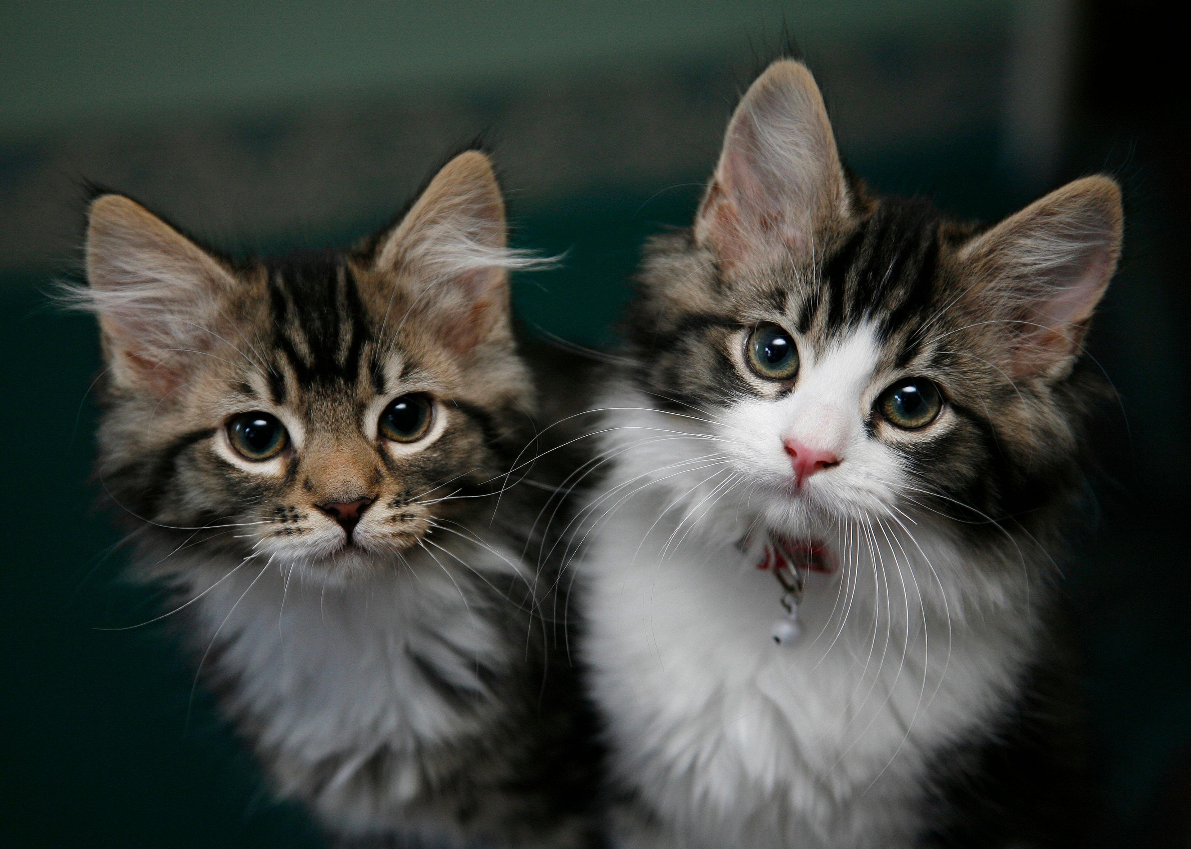 Stock image of two cats