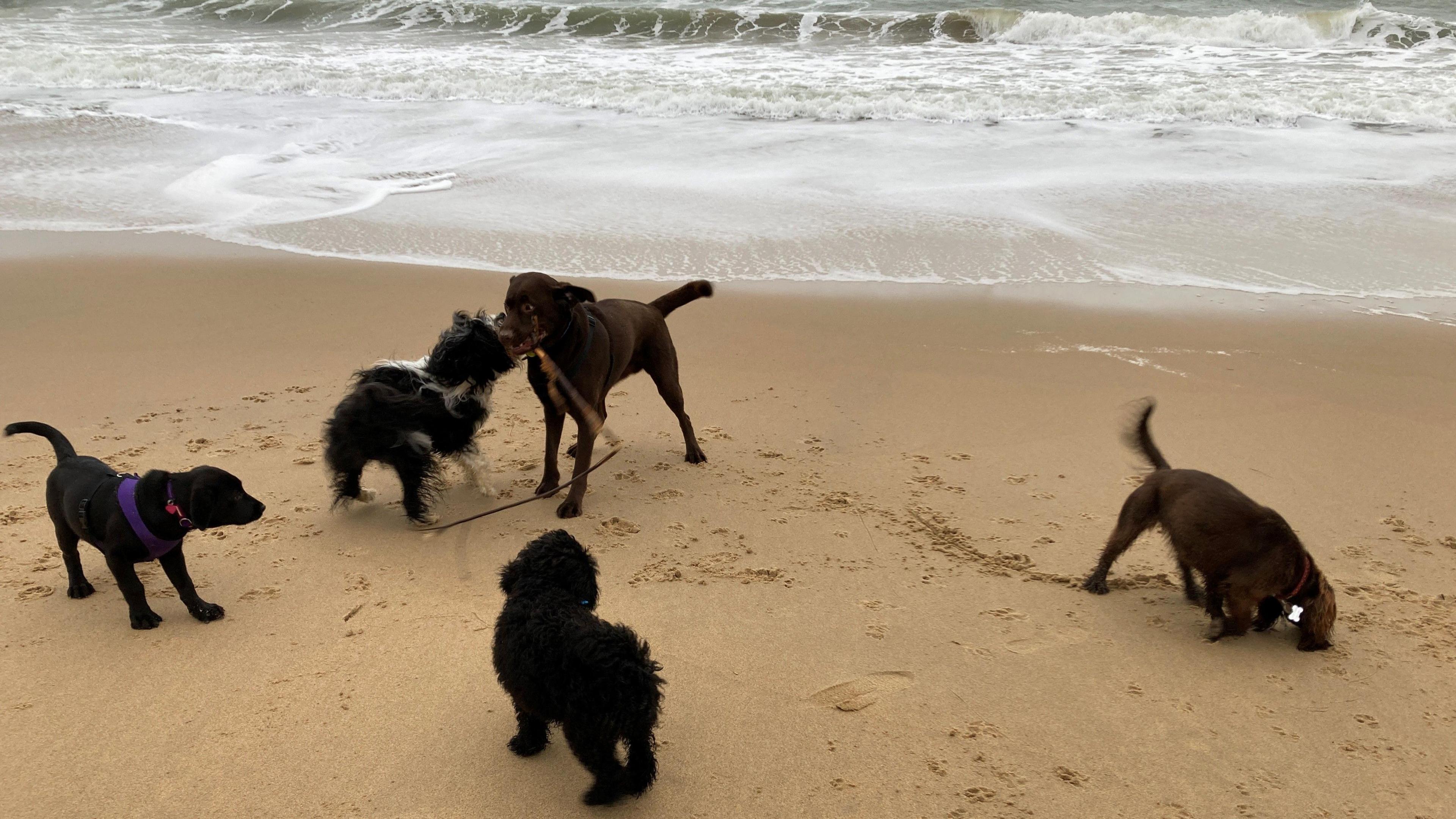 Five dogs playing together on the shoreline of a sandy beach