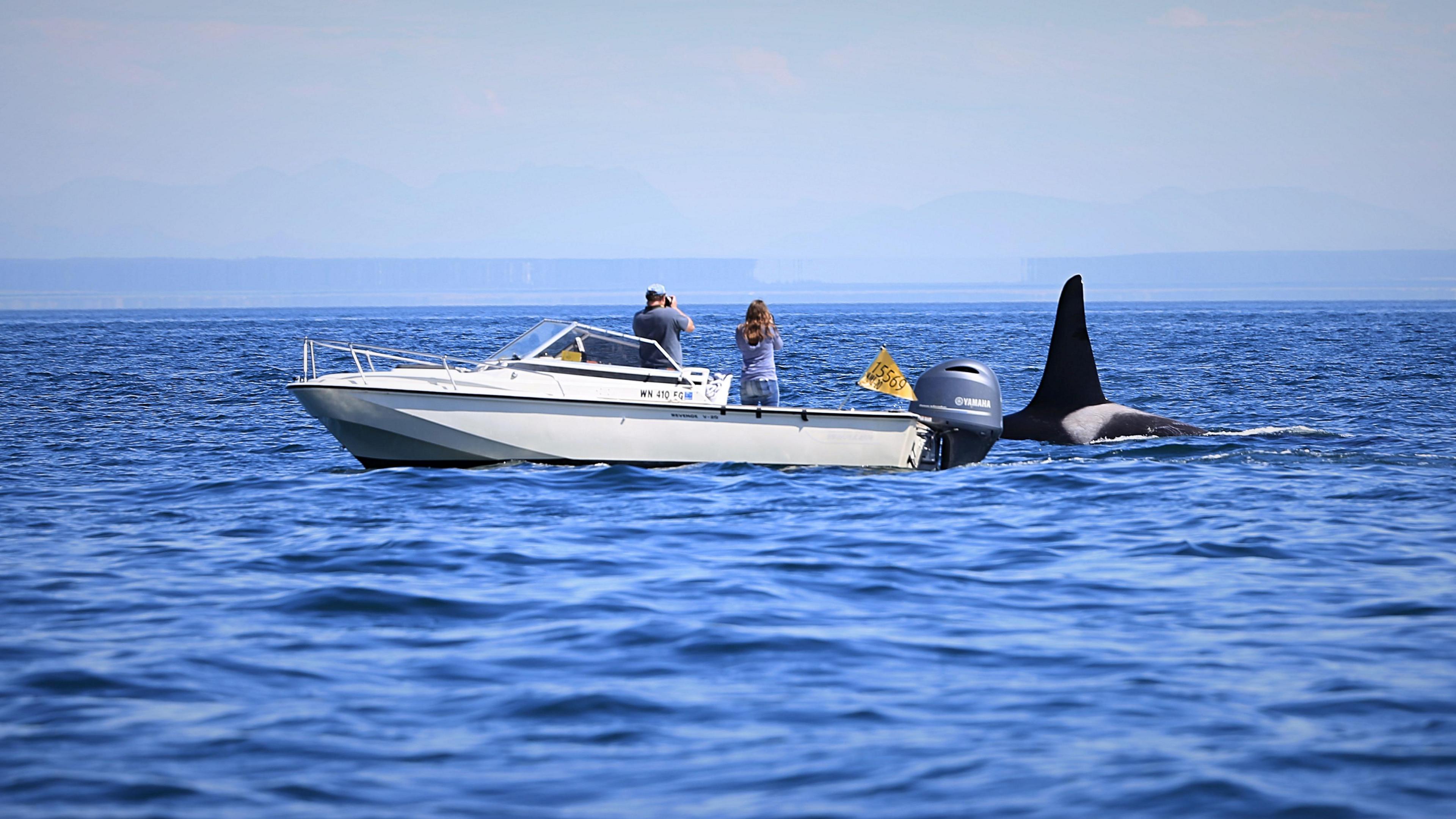 A photograph shows two researchers in a small boat close to a large, male killer whale. You can see the black dorsal fin and arched back of the male orca emerging from the water. It is a sunny day and the bright blue sea is slightly choppy. These are scientists from the Center for Whale Research in Washington State, US.