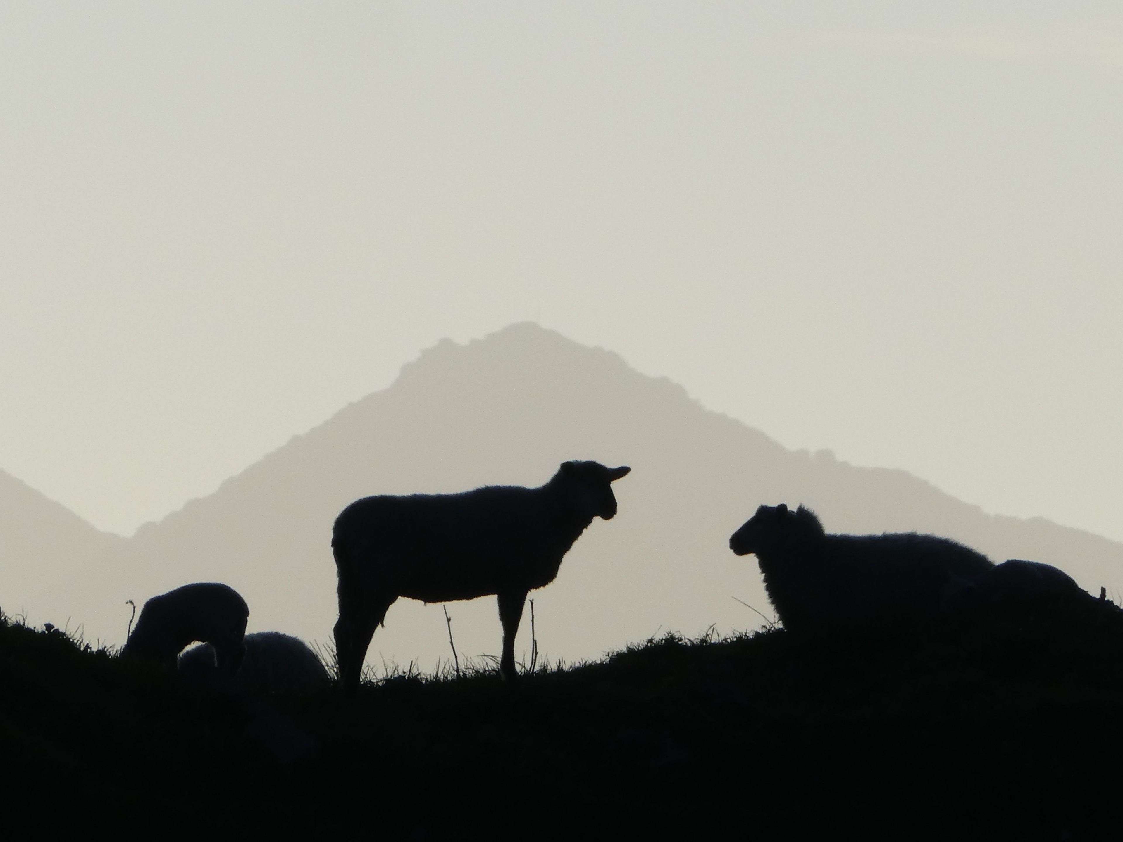 Silhouetted sheep 