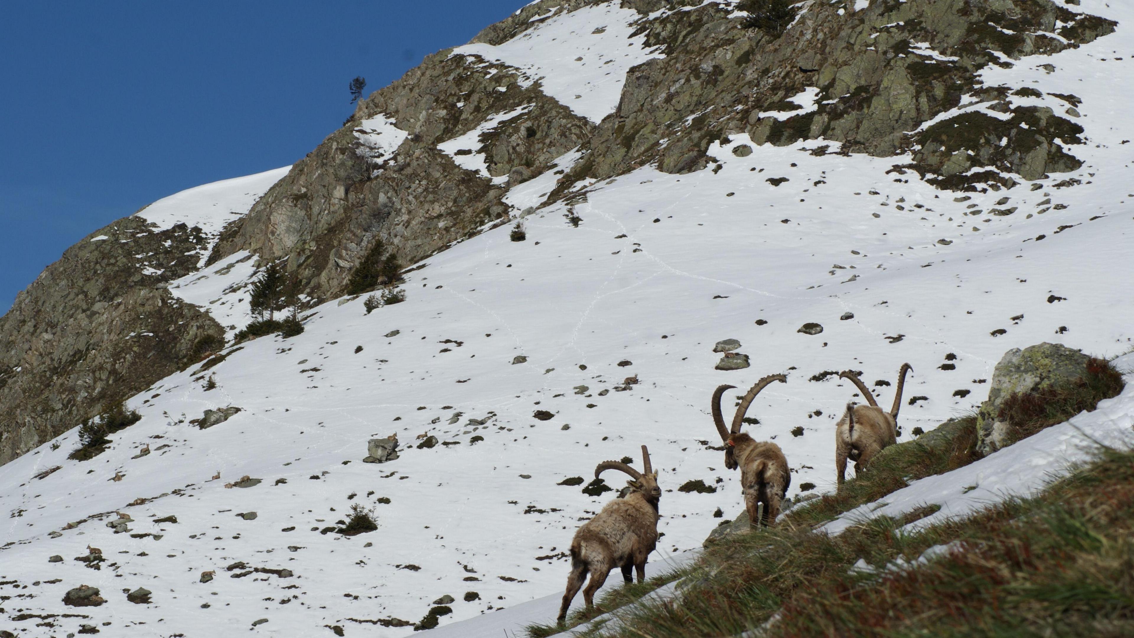 Ibex