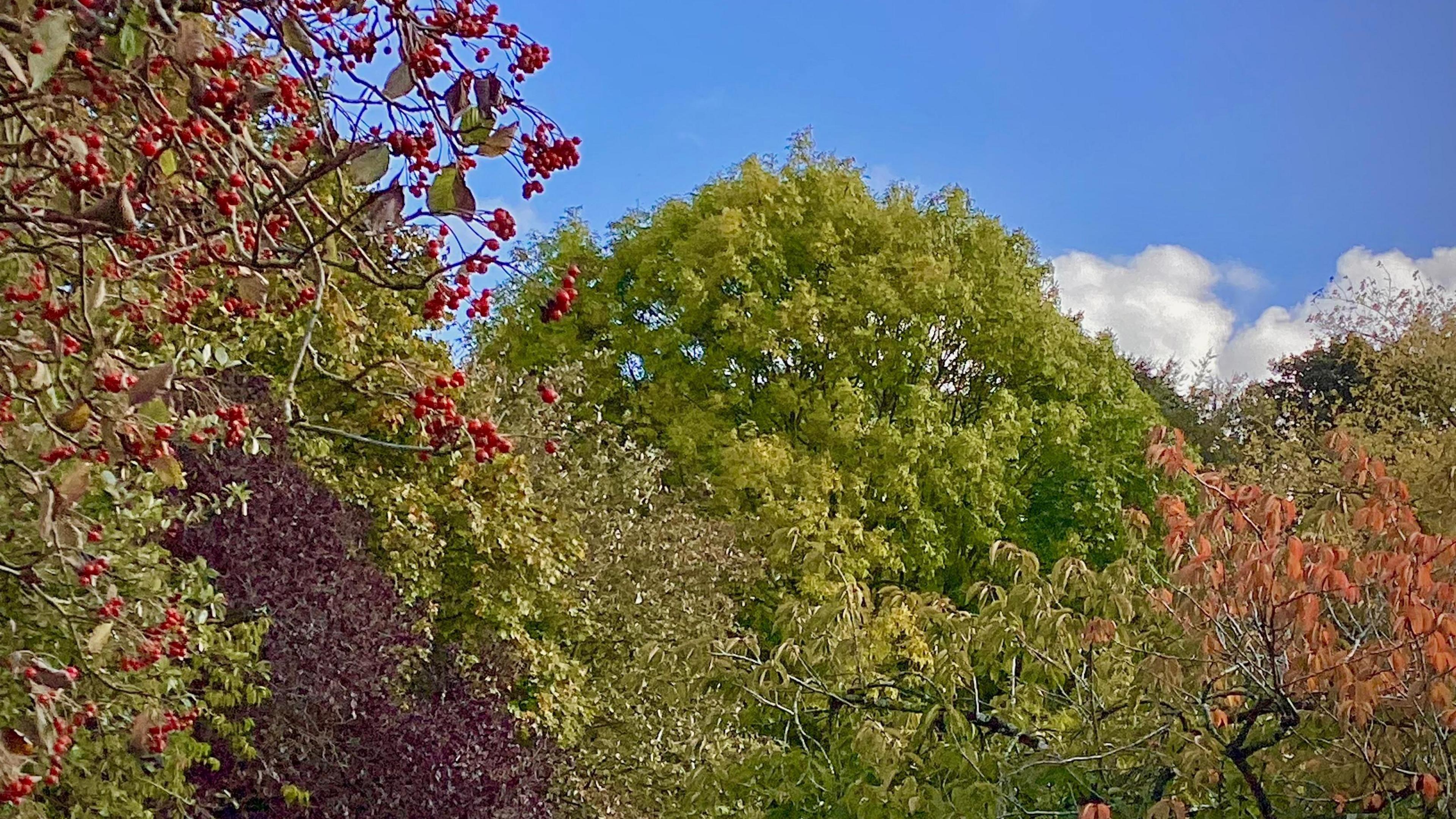 A tree with red berries, set next to trees with red, green and orange leaves against the background of blue skies and clouds.