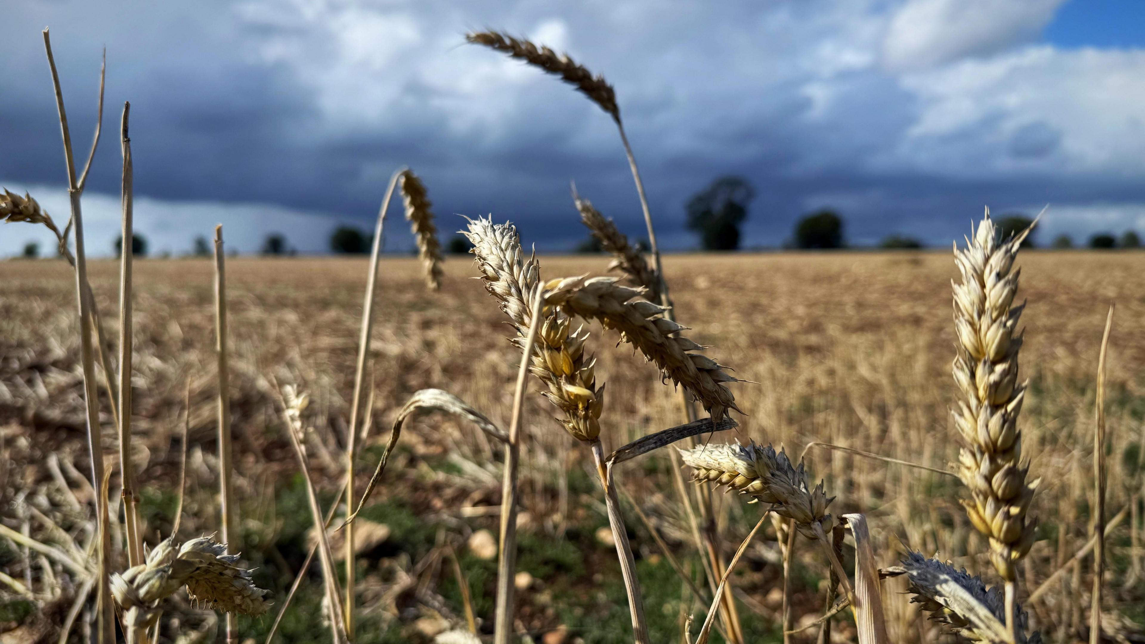 Ears of corn stand tall in the golden sunlight in front of a field of wheat. A blue sky with dark foreboding clouds can be seen in the background with some trees on the horizon.
