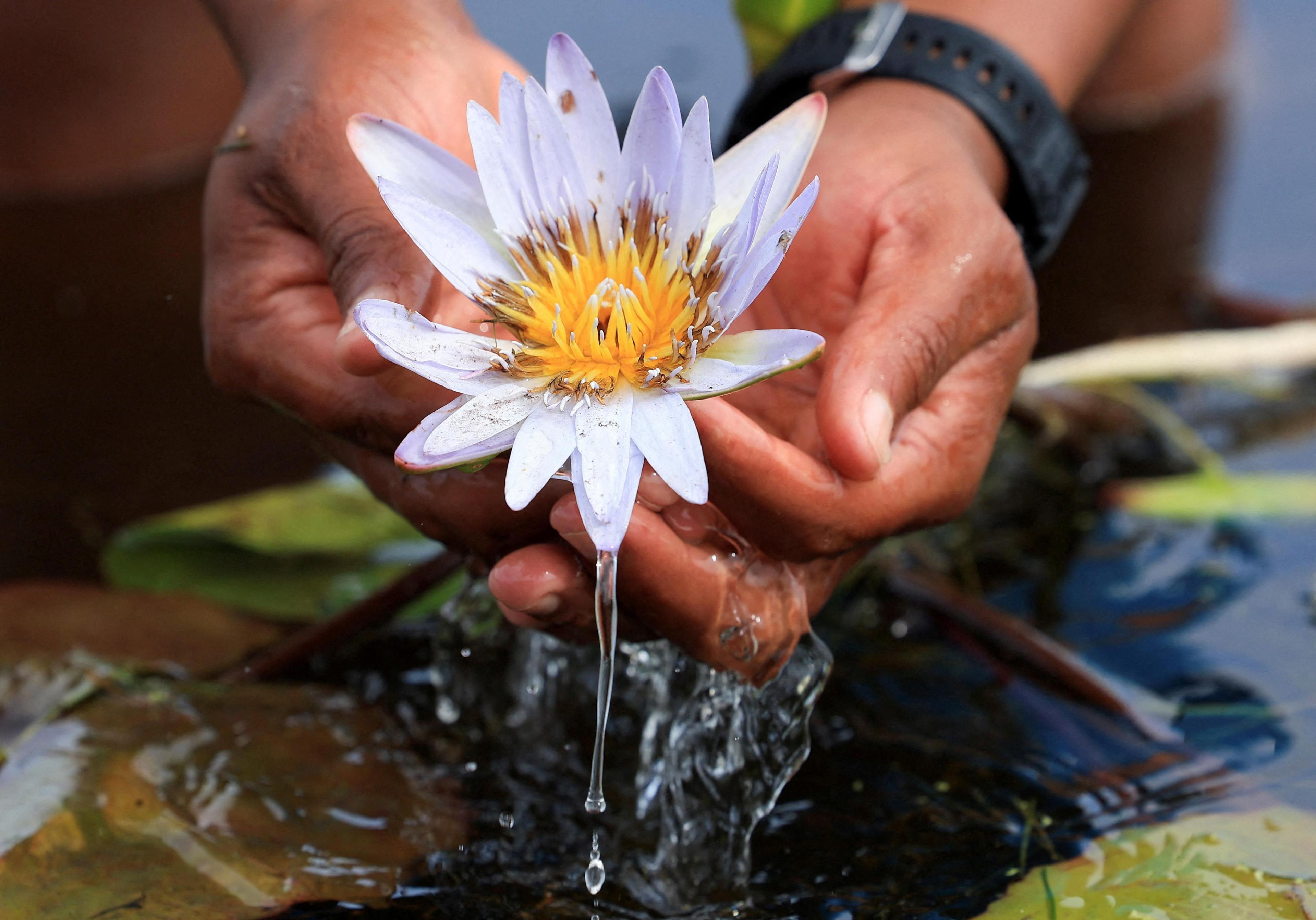 A person cradles a white flower in their hands.