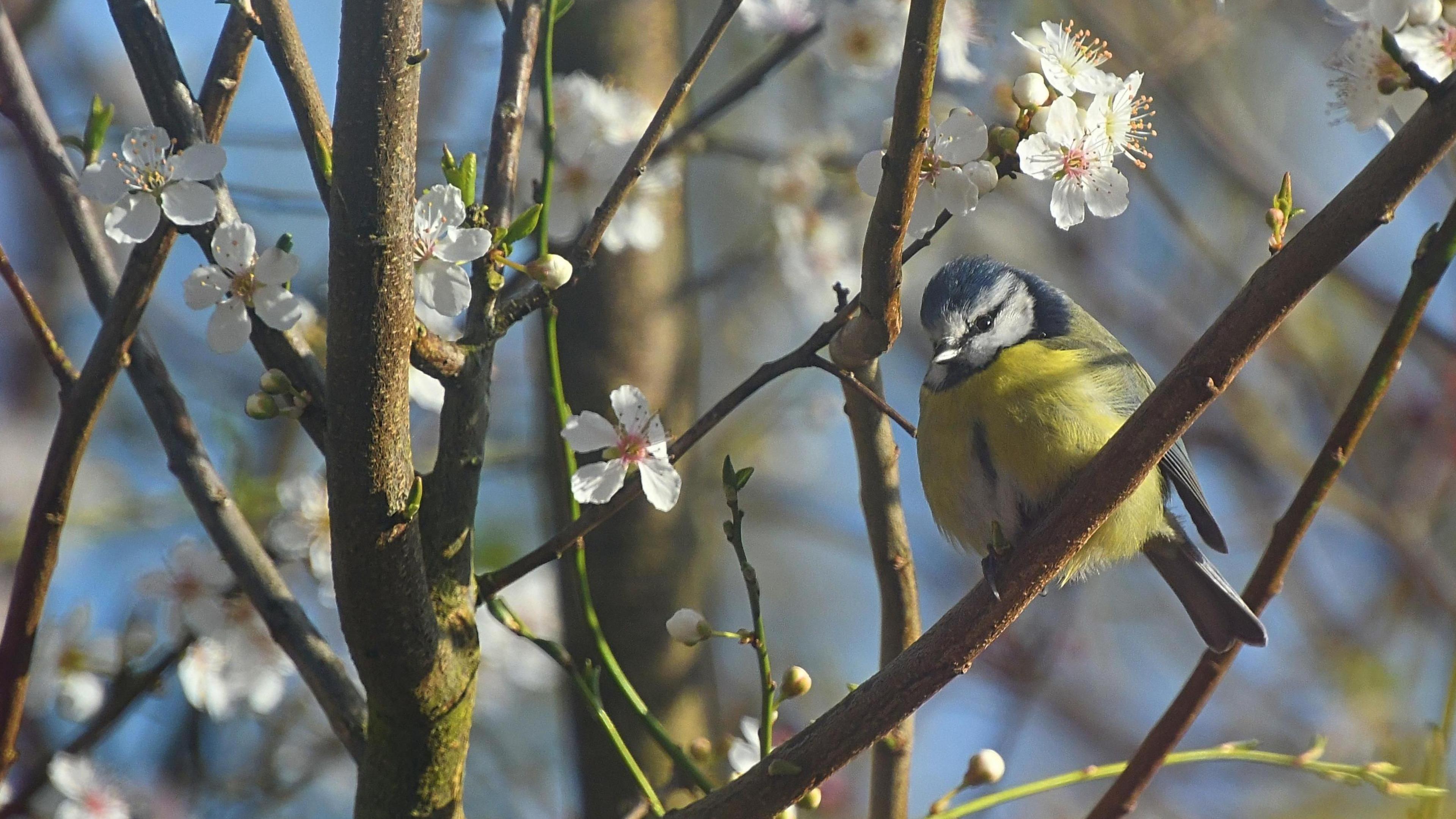 A blue tit with its yellow body and blue and white head is sitting on a white blossom branch. The morning sun is shining on the scene gently.