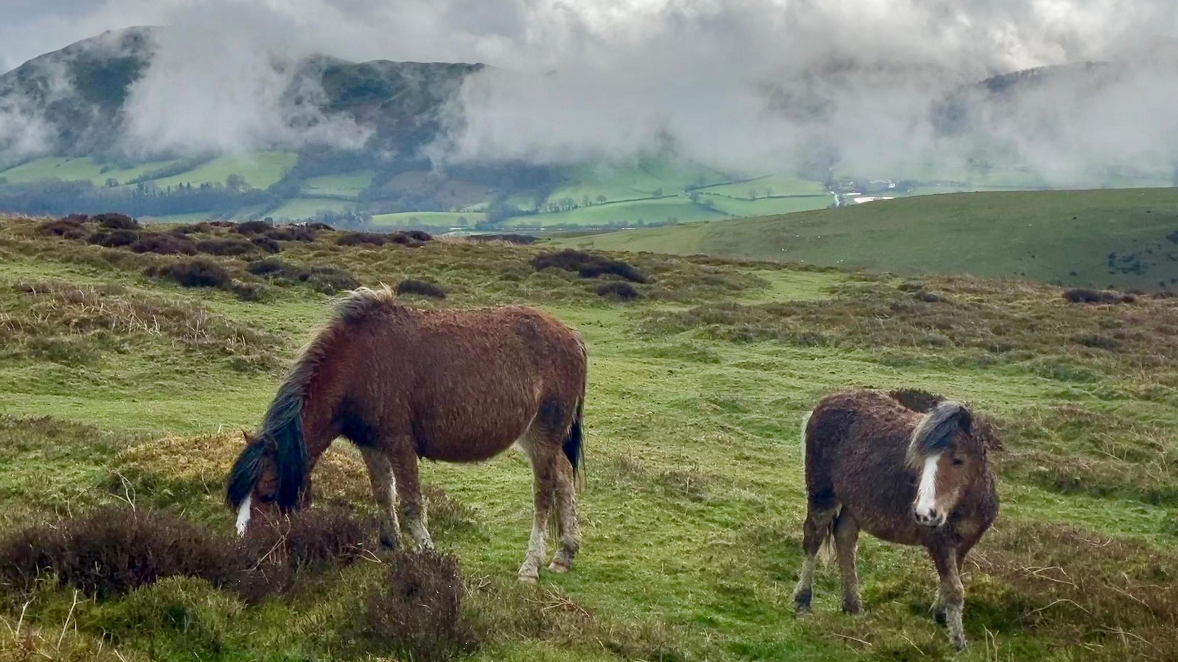 Horses in Church Stretton