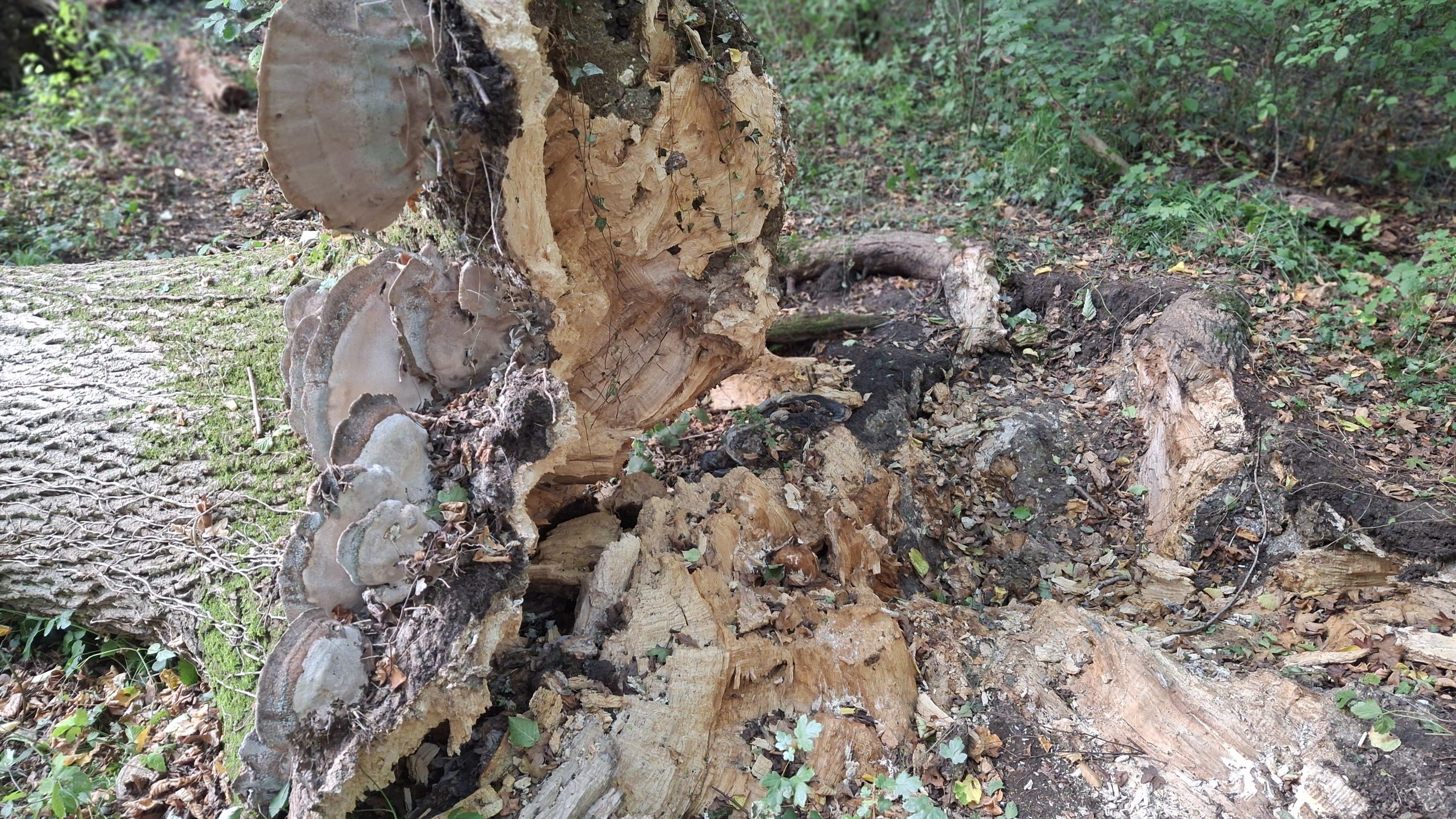 A collapsed tree where its roots can be seen. The roots have been destroyed and ruined by disease.