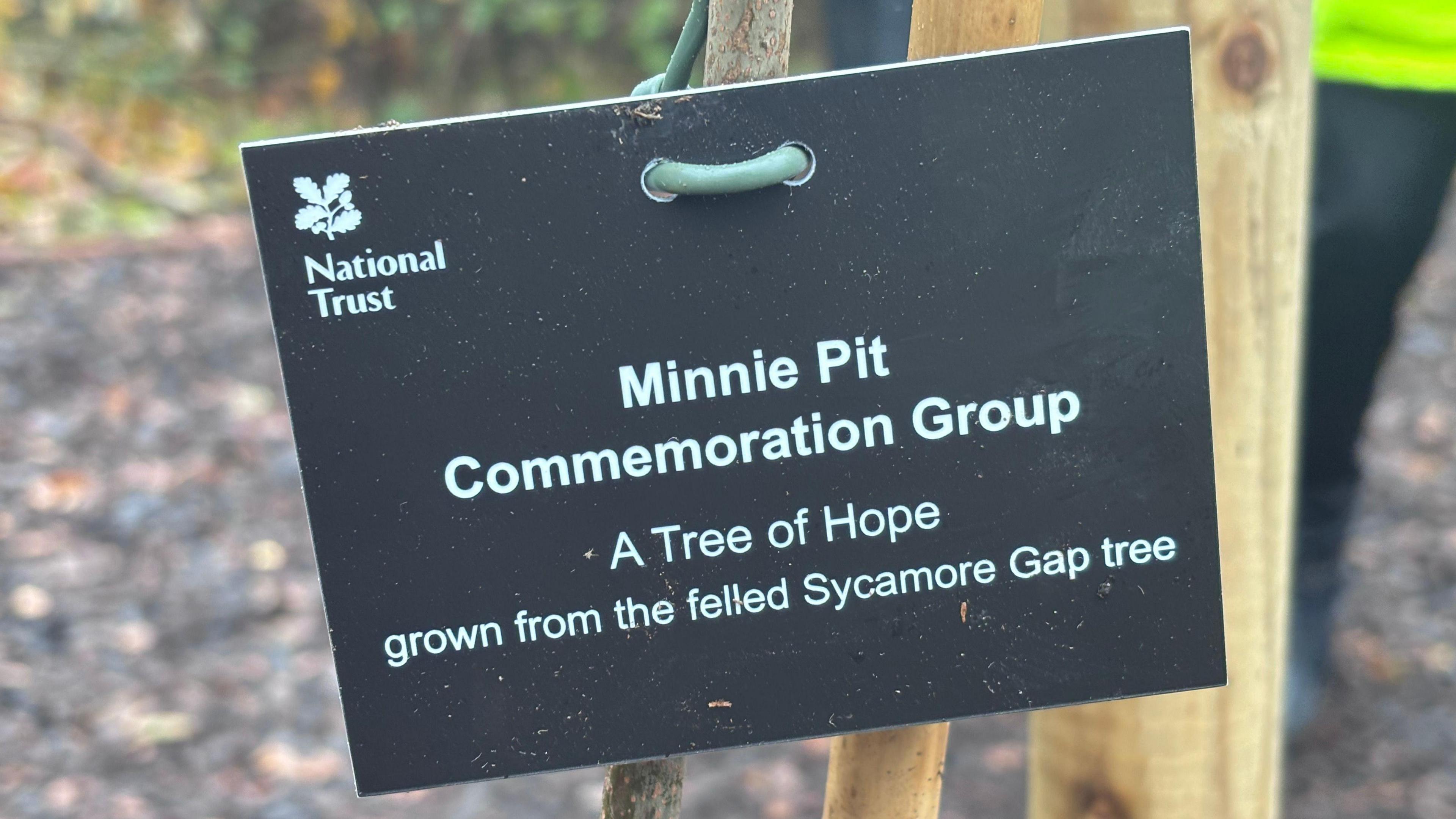 A black and white National Trust sign on the tree reads: "Minnie Pit Commemoration Group - a Tree of Hope grown from the felled Sycamore Gap tree."