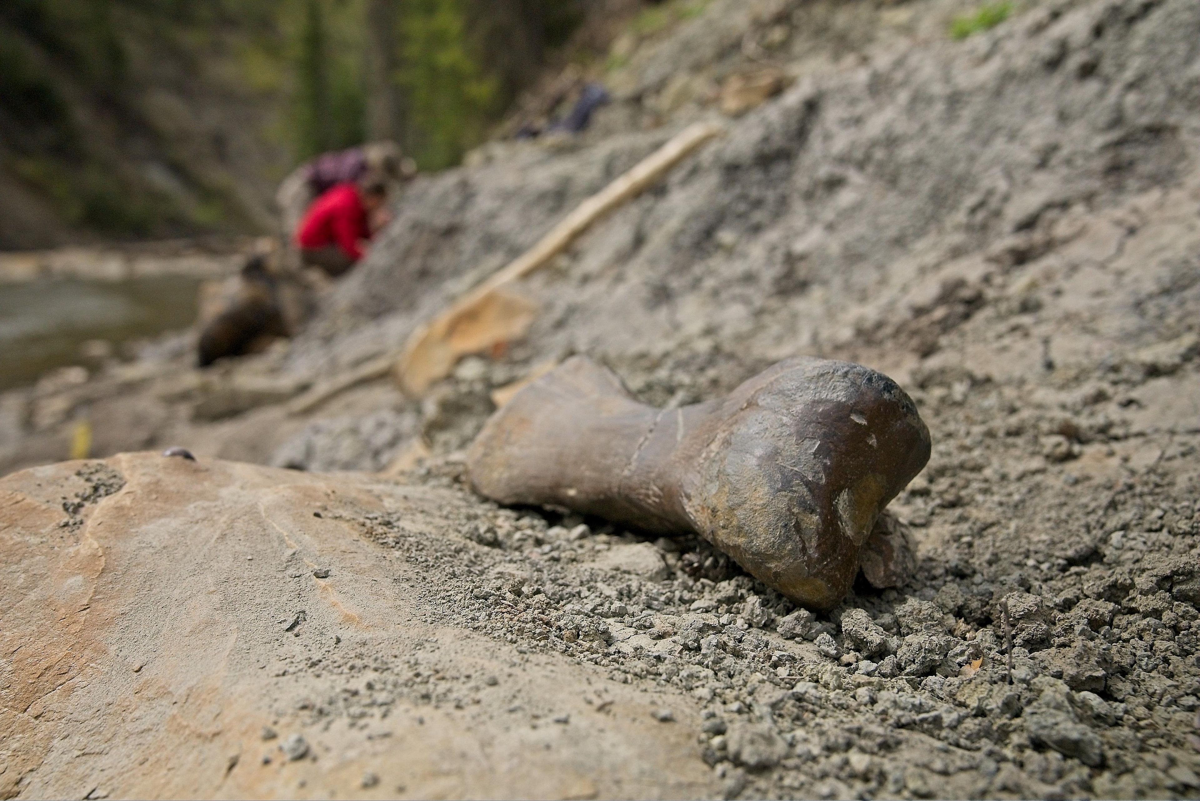 A large toe bone on the banks of a river snaking around a steep rocky verge, lined with pine trees, where researchers are digging through the riverbanks for dinosaur fossils.