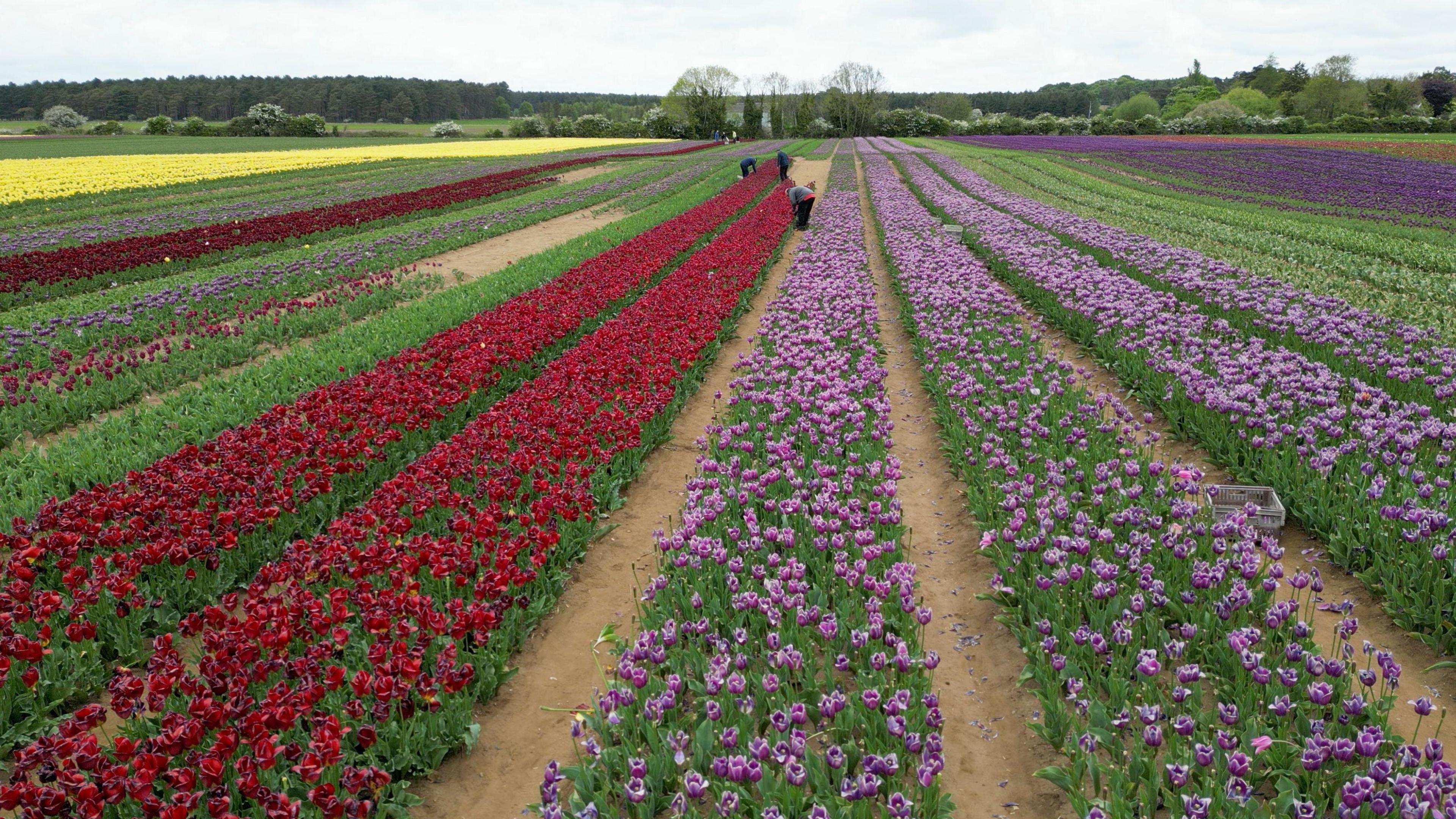 A drone shot of a field of different coloured tulips, all split into rows. There are rows of yellow, green, red, lilac and purple flowers. There are also volunteers dotted in between the rows picking them.