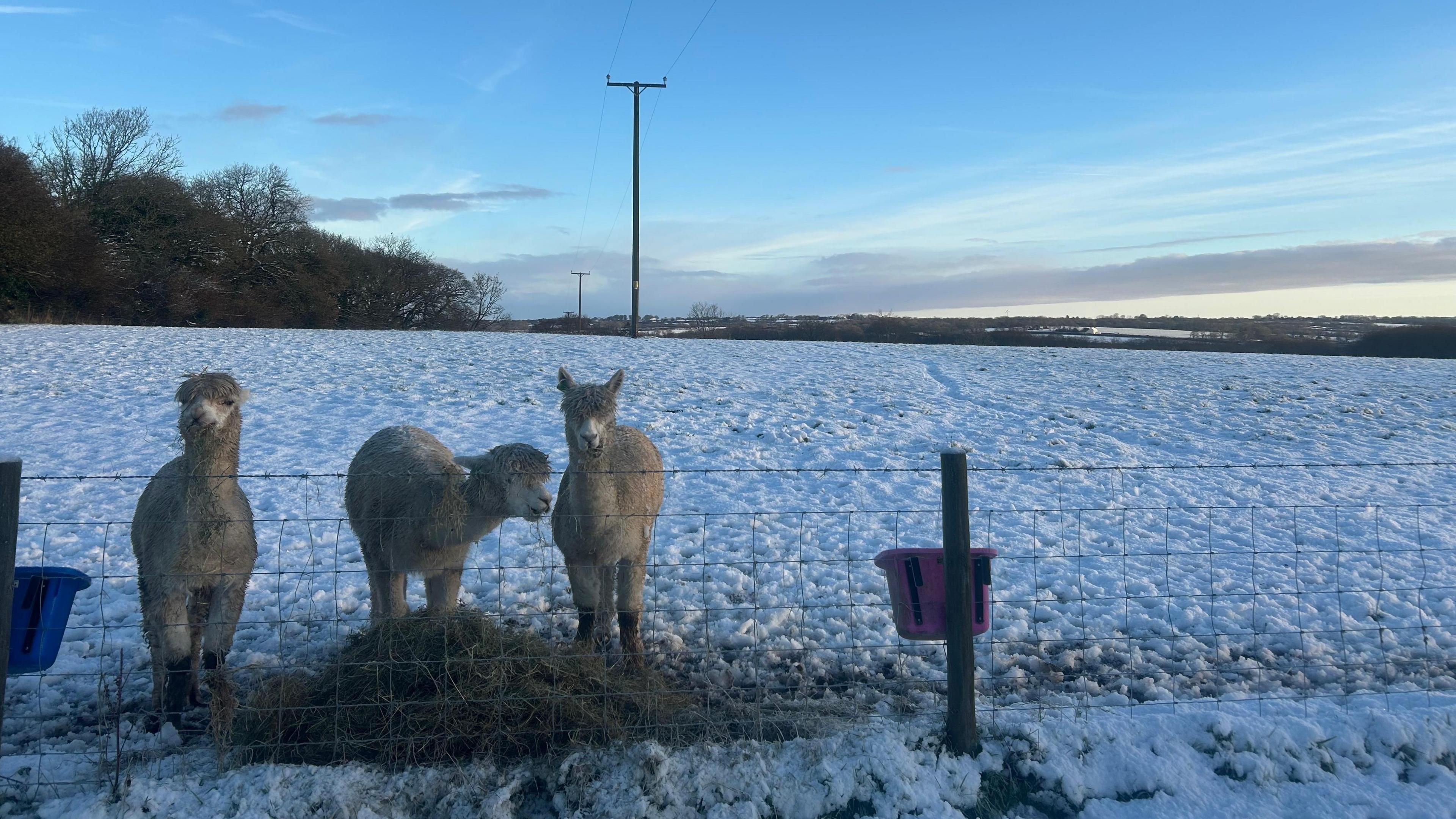 Three alpacas in a snowy field