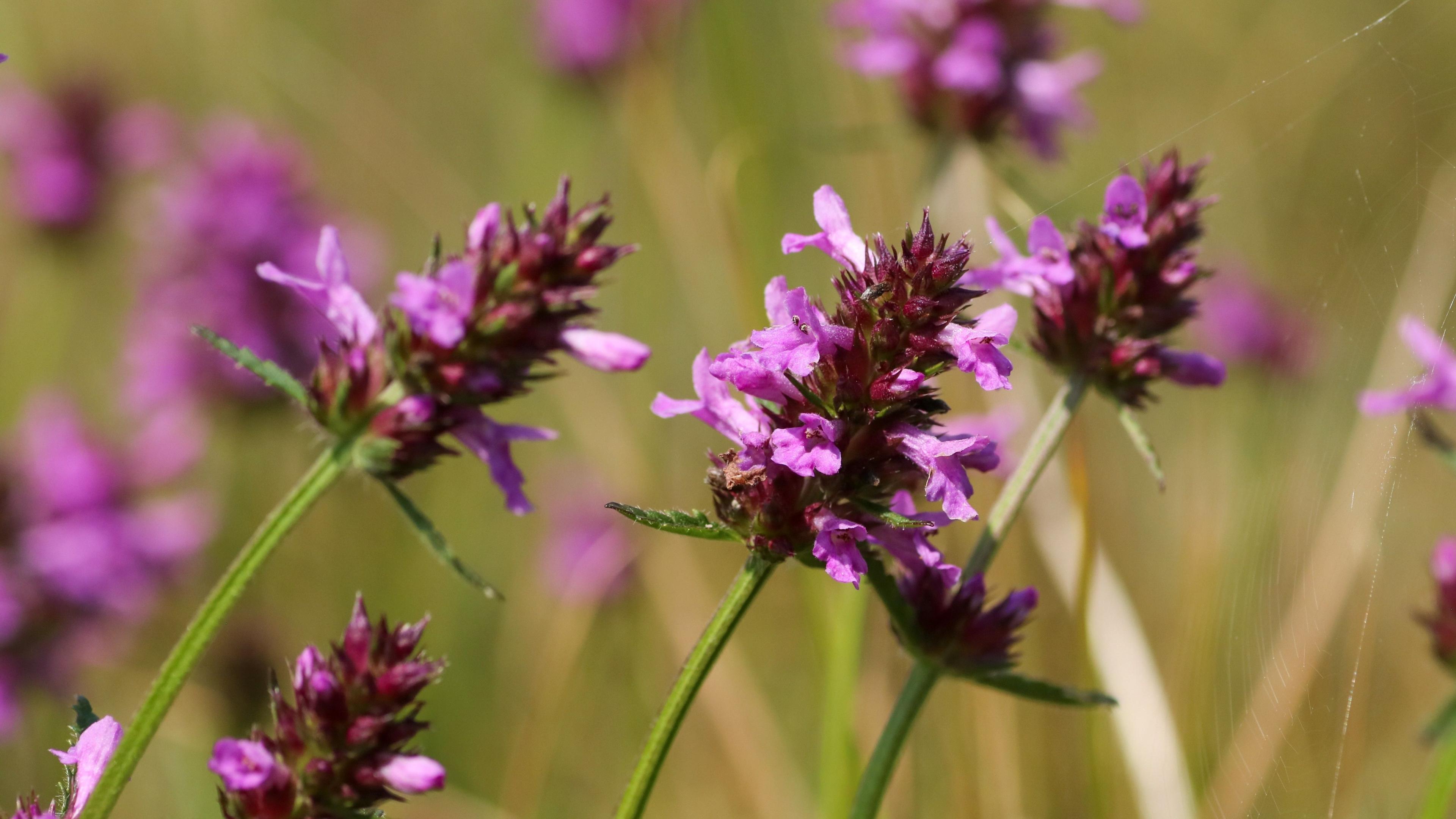 A plant with small pink leaves on green stems.