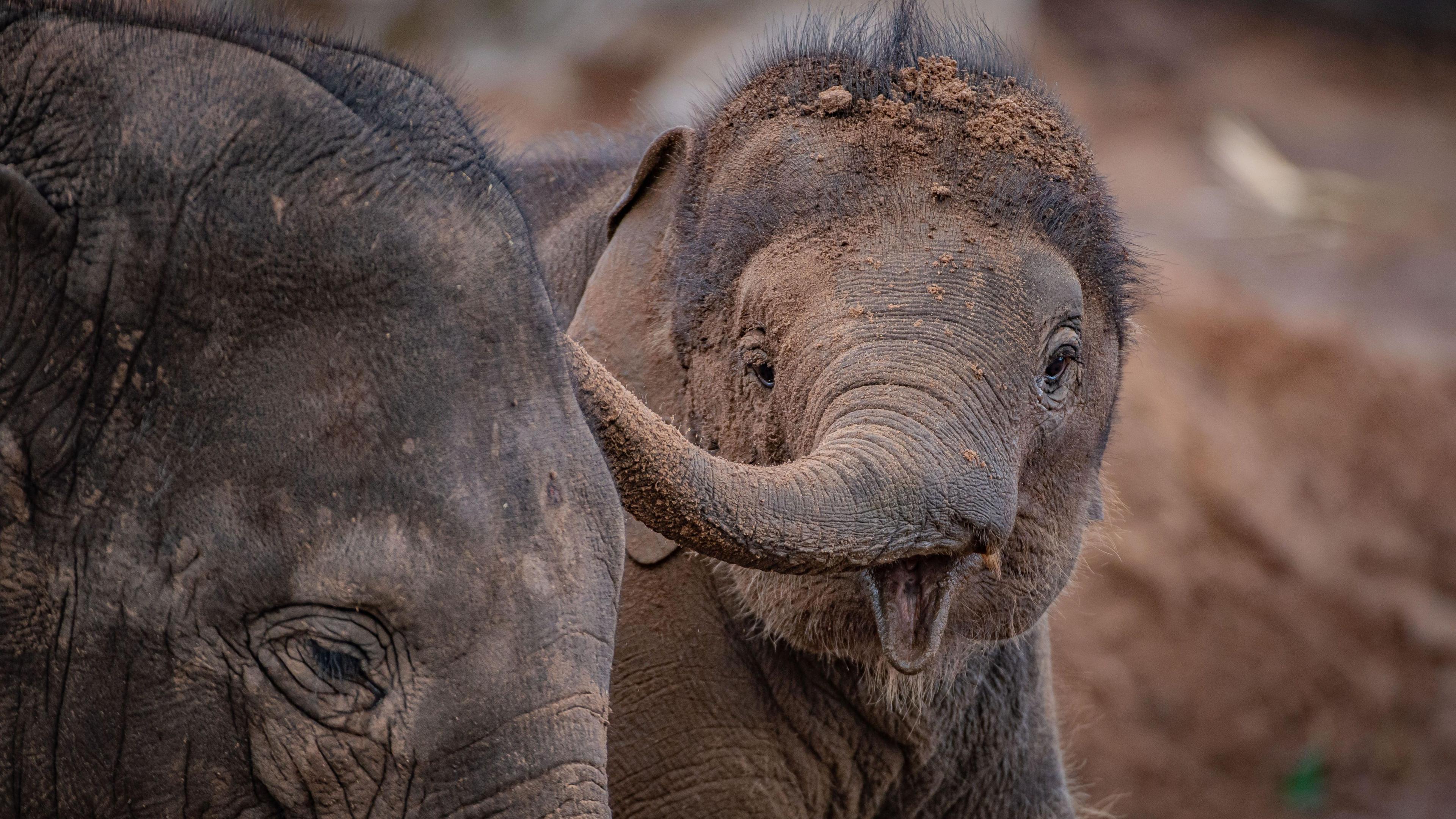 An elephant with its trunk to the left hand side throwing dirt on its face, another elephant is to the left of it