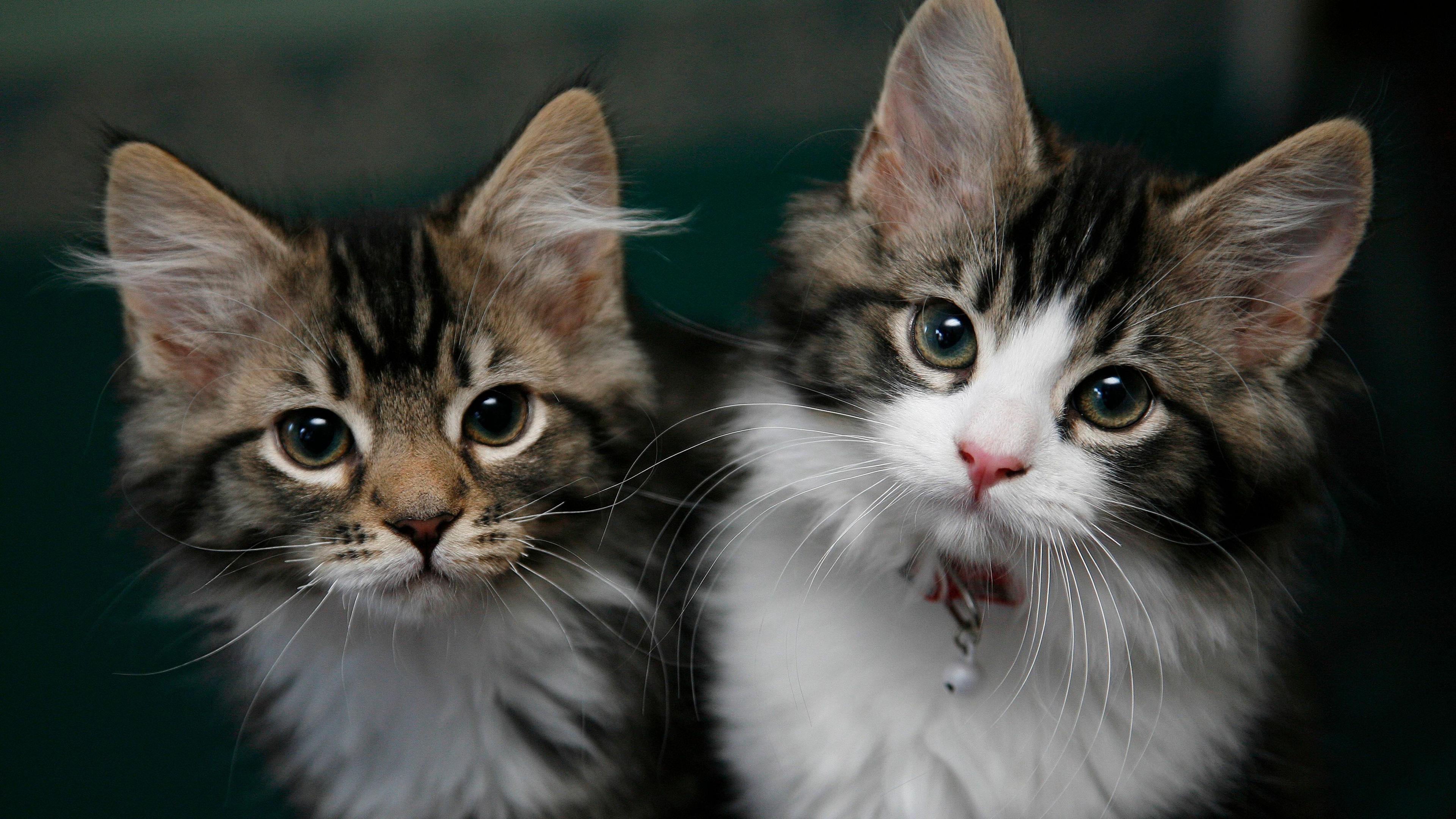 A close up of two grey and white kittens looking up at the camera.