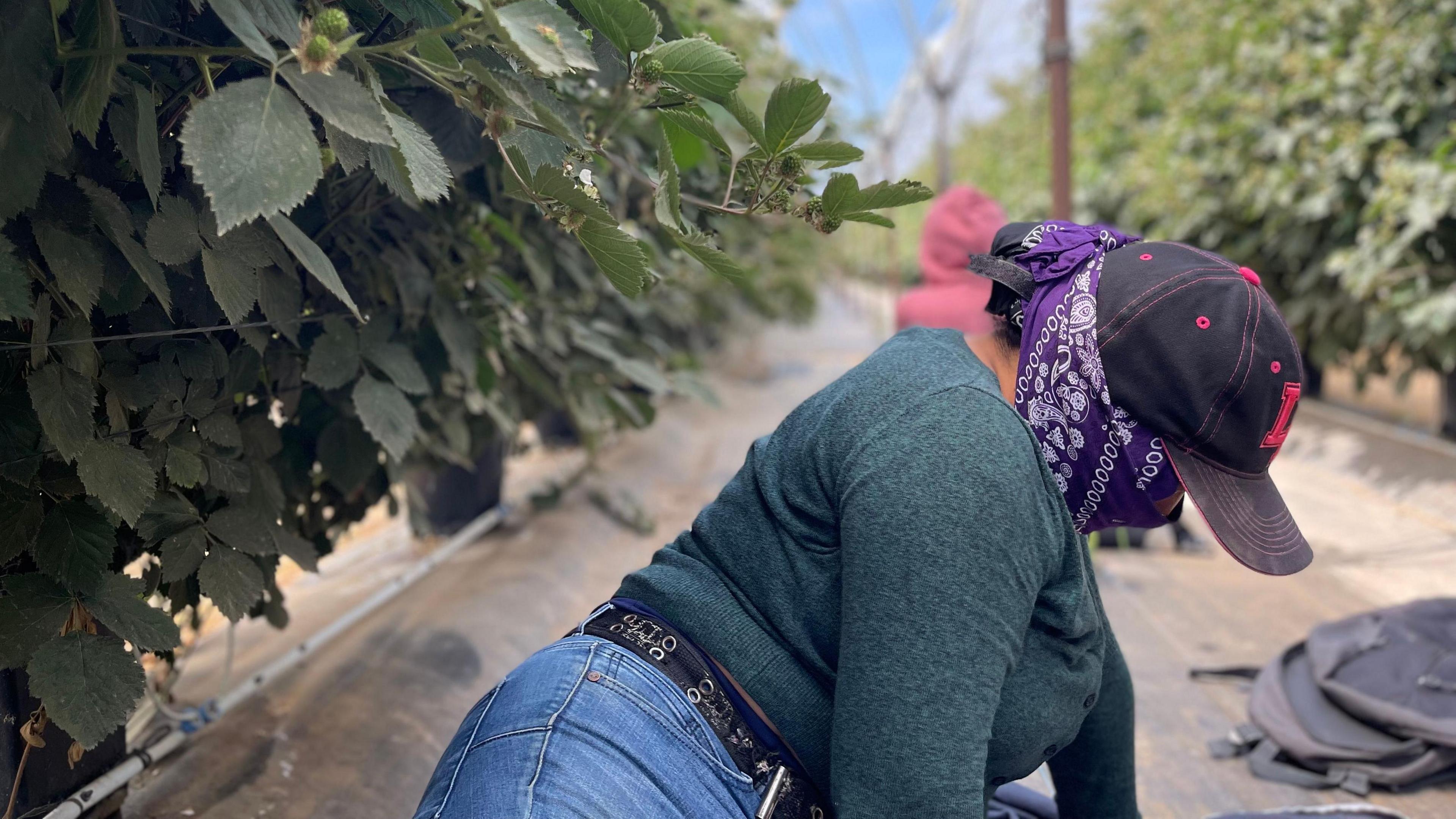 A woman kneeling on the ground, wearing a purple bandana over her face and a hat. She hides from US immigration authorities