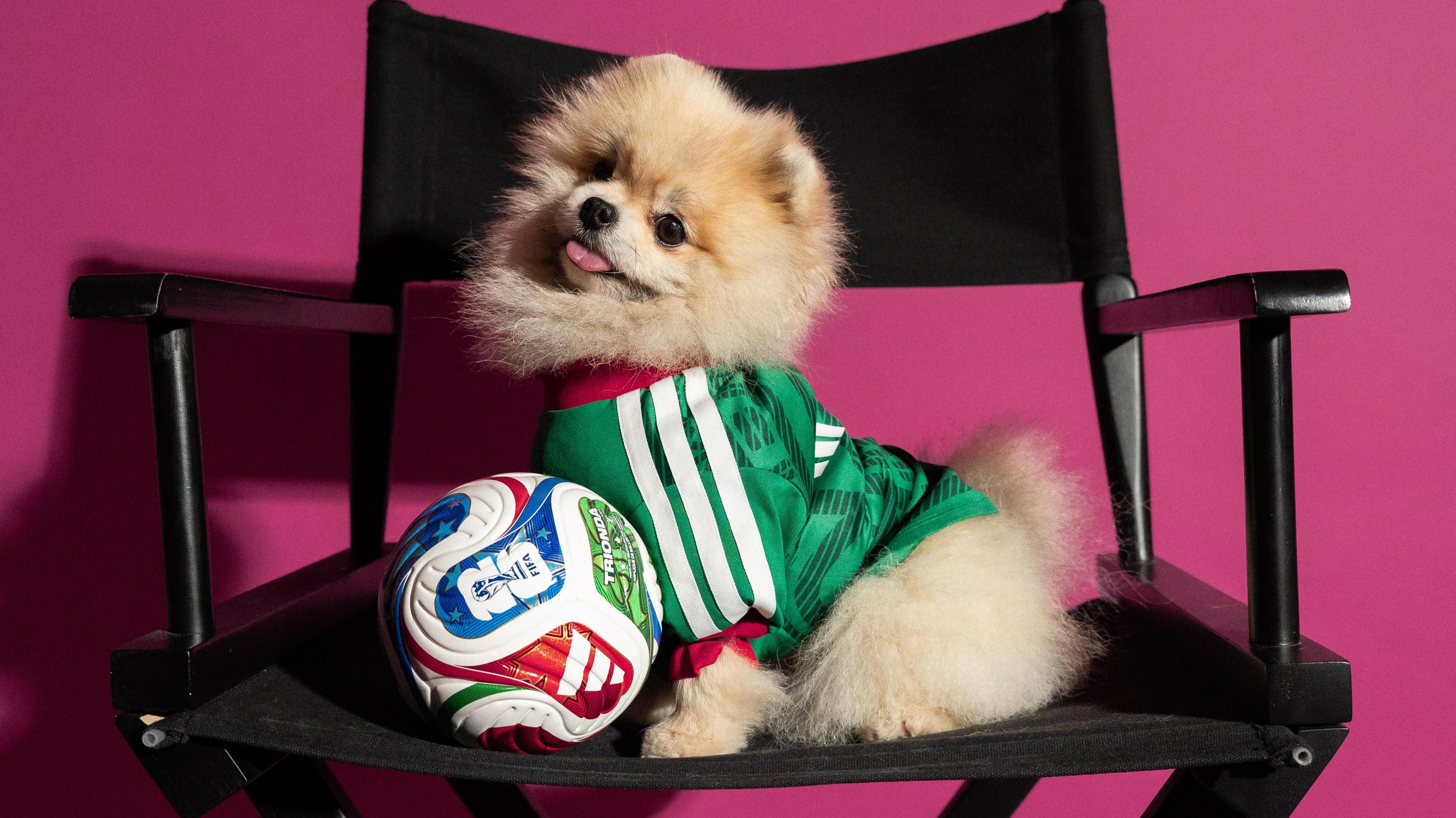 Pomeranian wearing Mexico's shirt design 