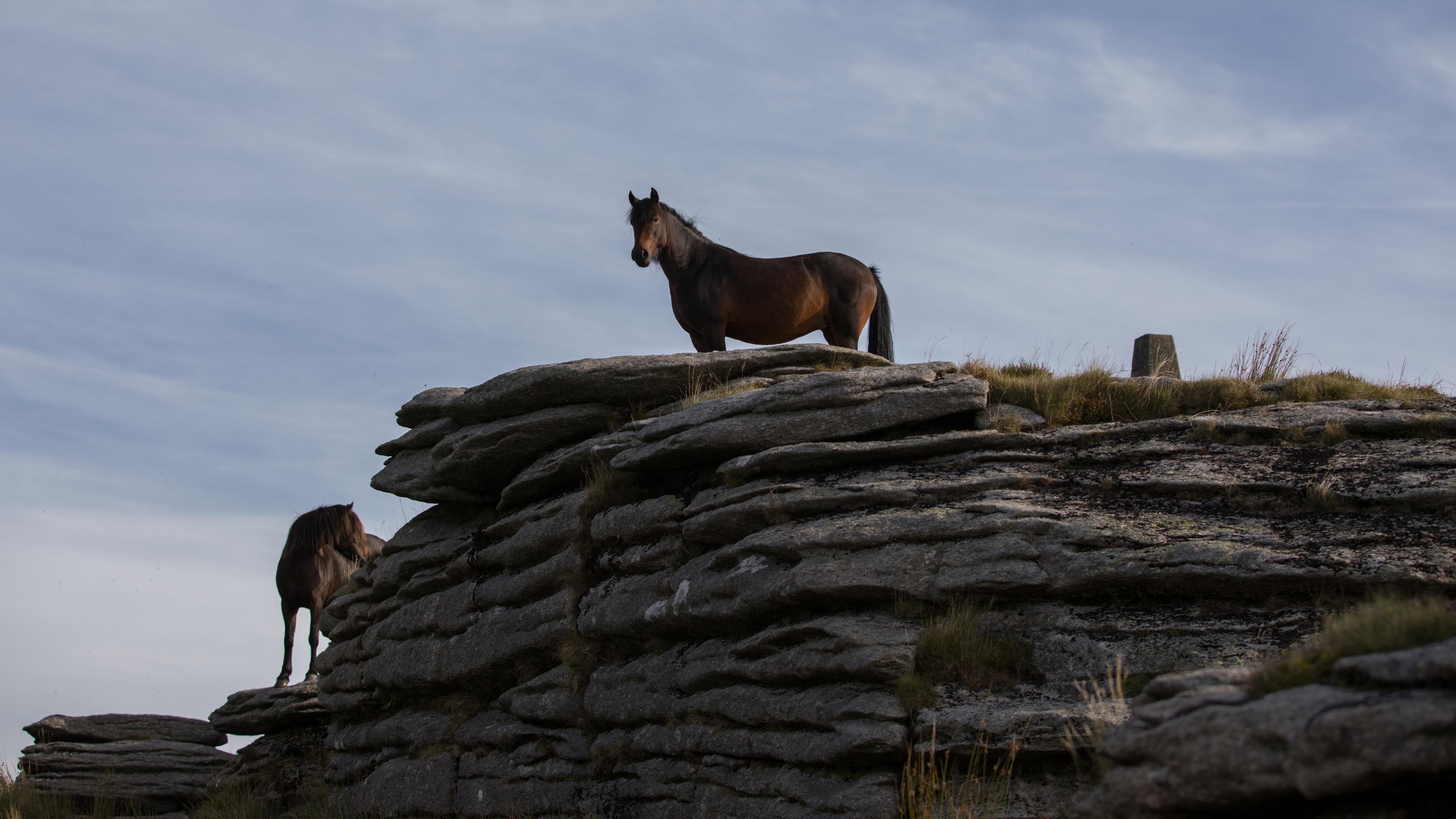 Ponies at Bellever 