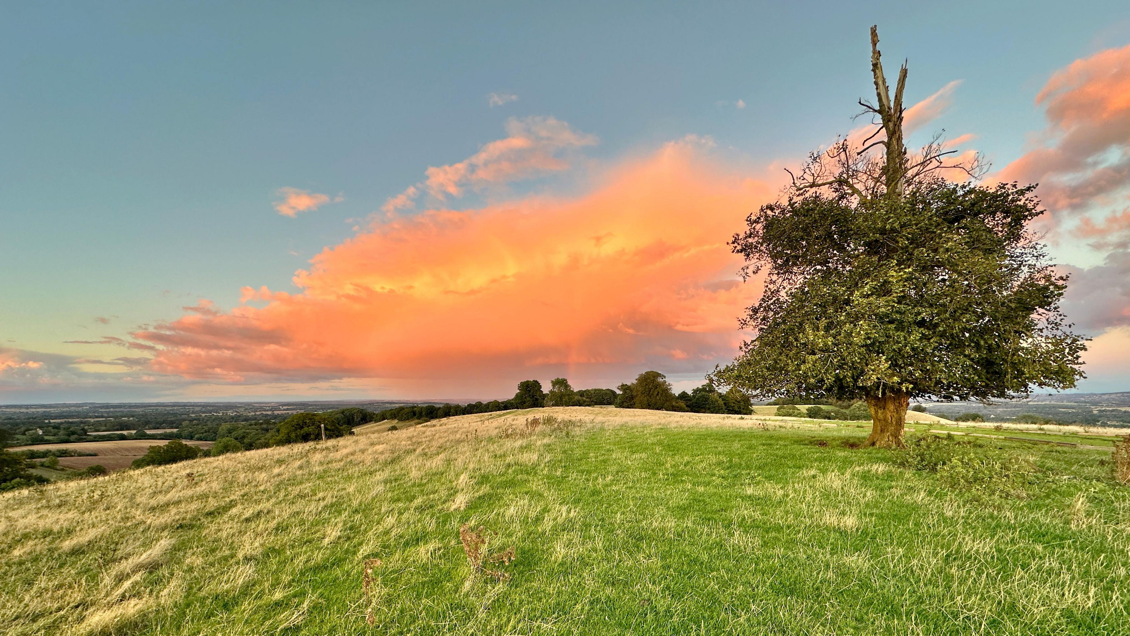 A lone tree, right of frame, with a green leaves on top of a grassy hill. In the distance orange clouds in a pale blue sky