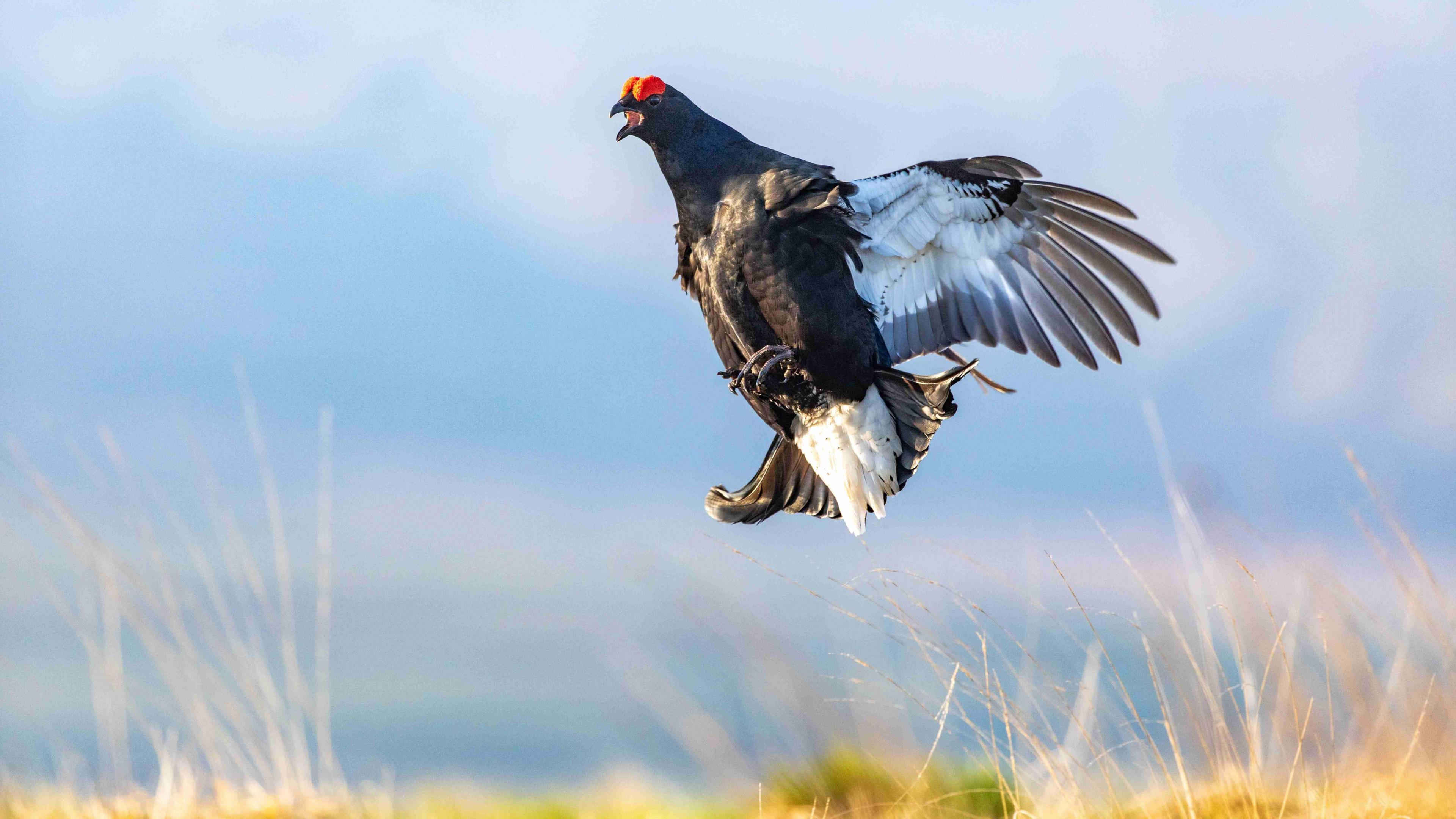 A large black bird leaping into the air