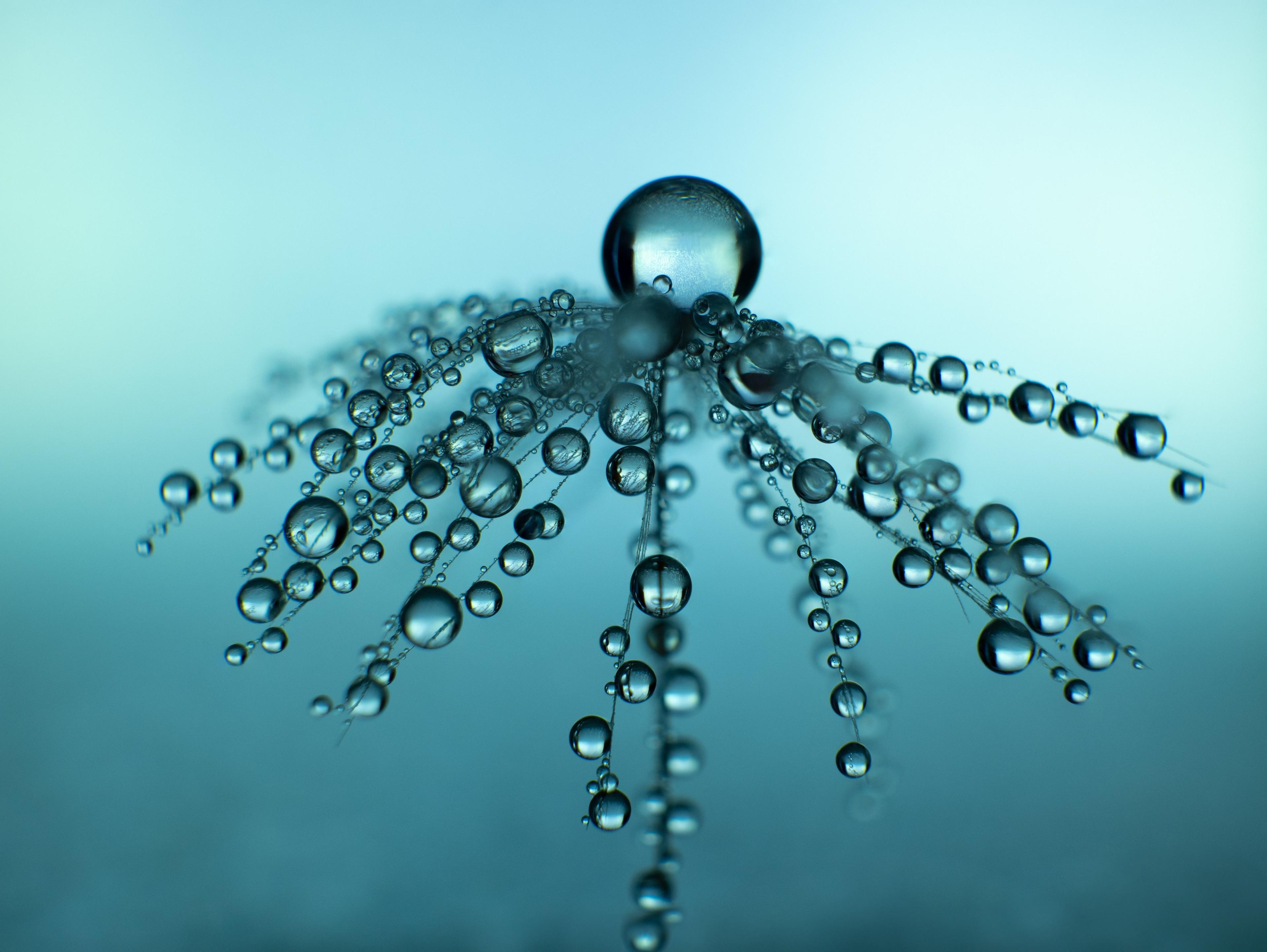 A dandelion covered in water droplets