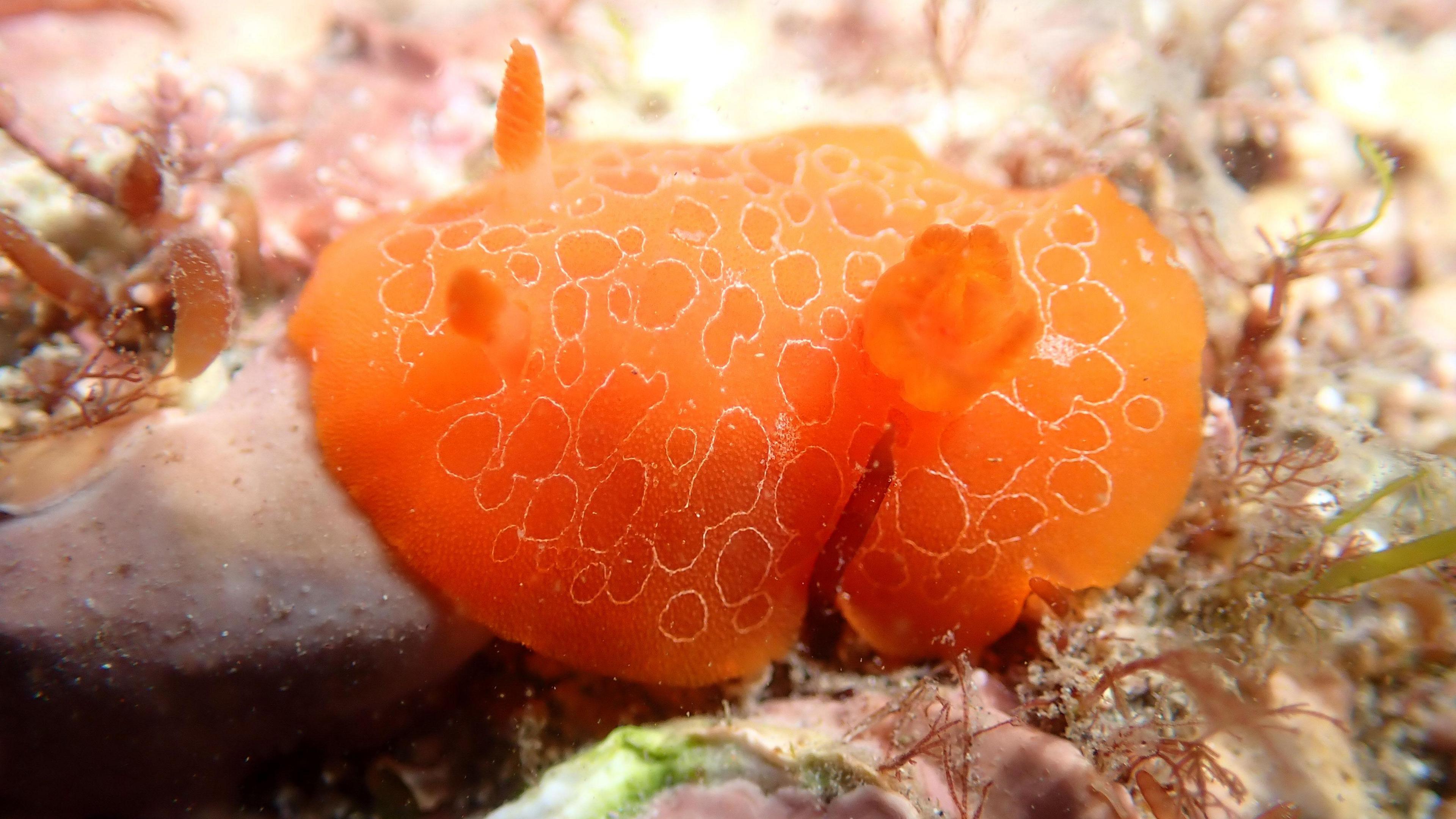 Orange seaslug