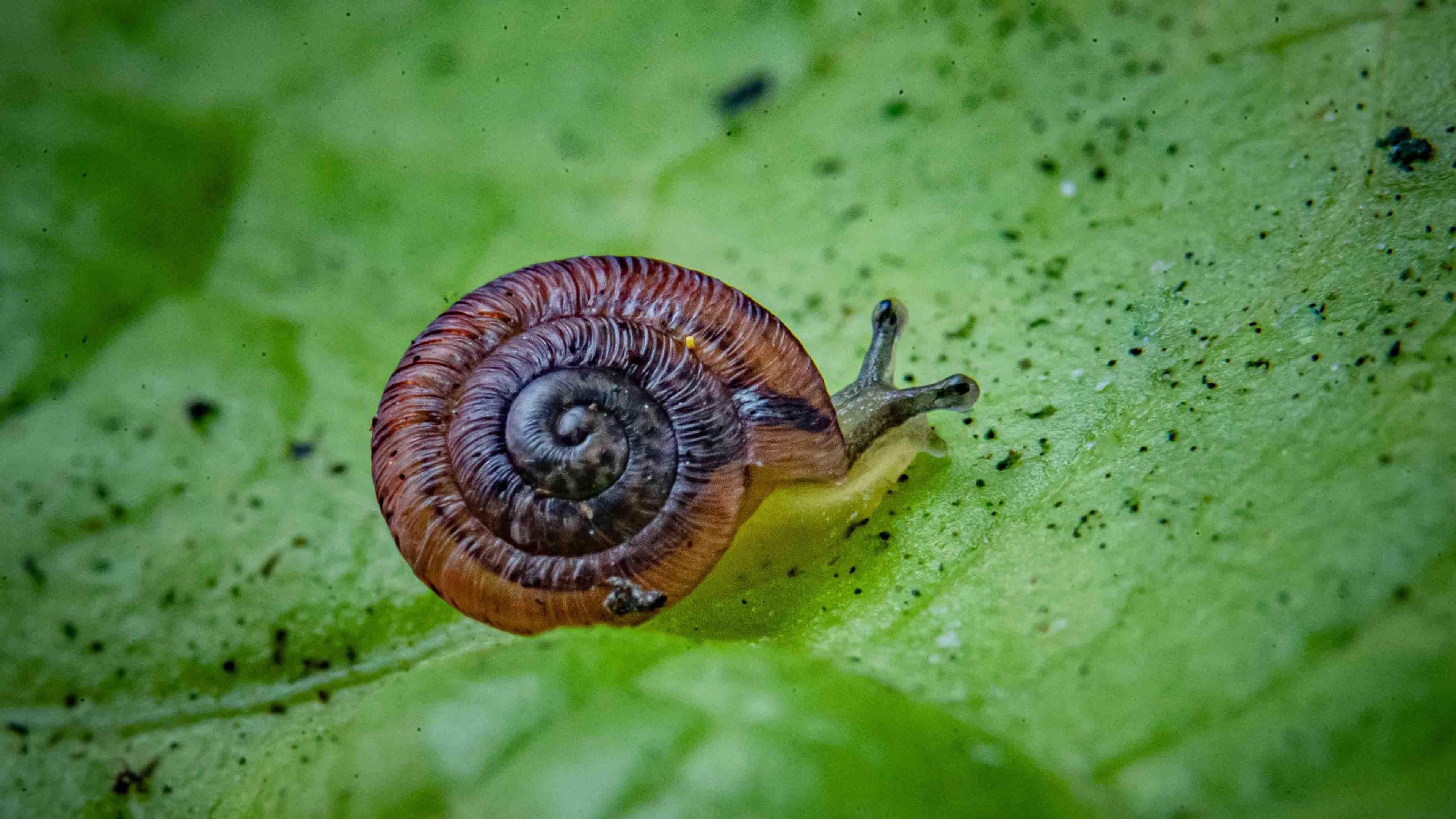 A Desertas Island land snail. 